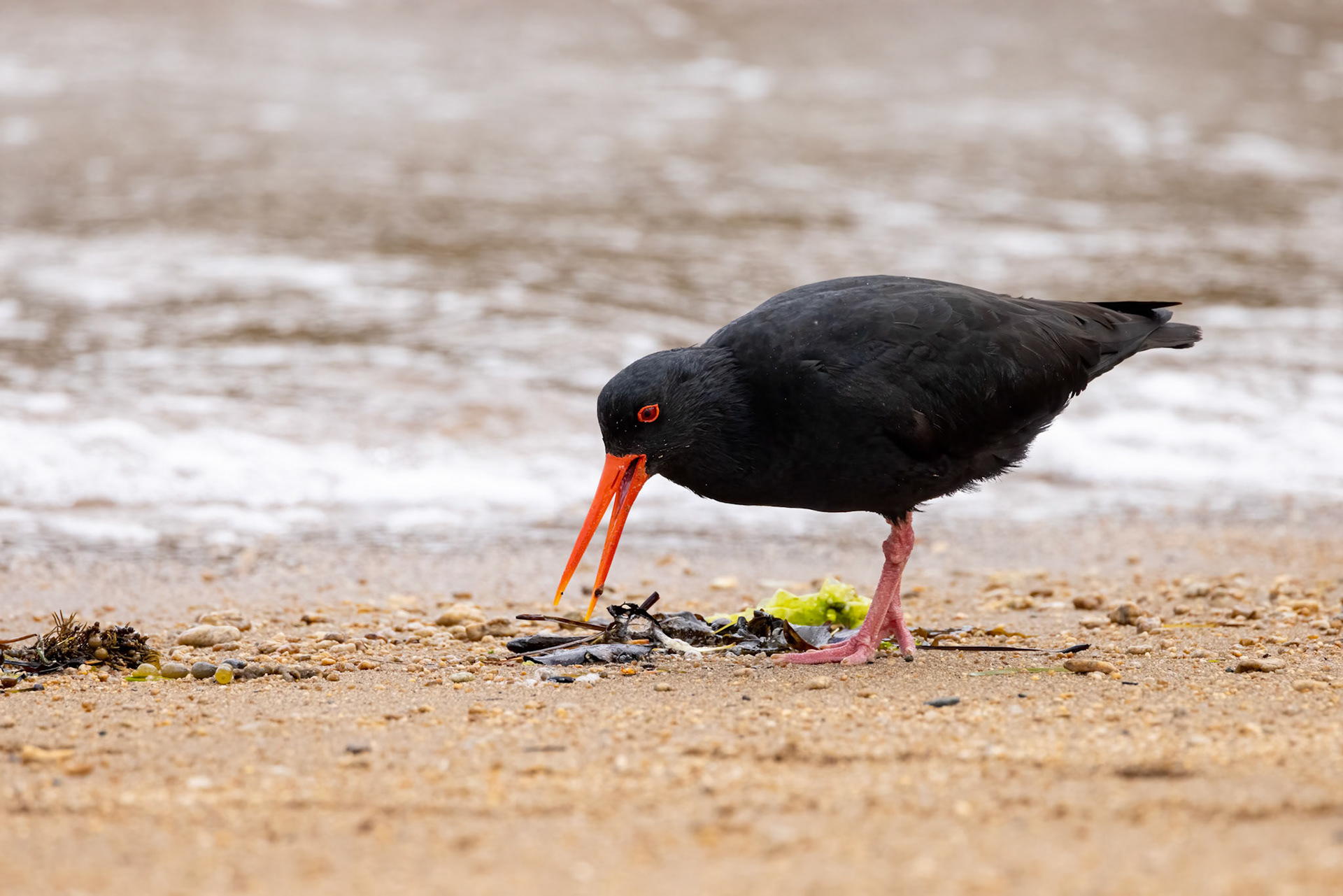 Variable oystercatcher, Ulva Island, New Zealand