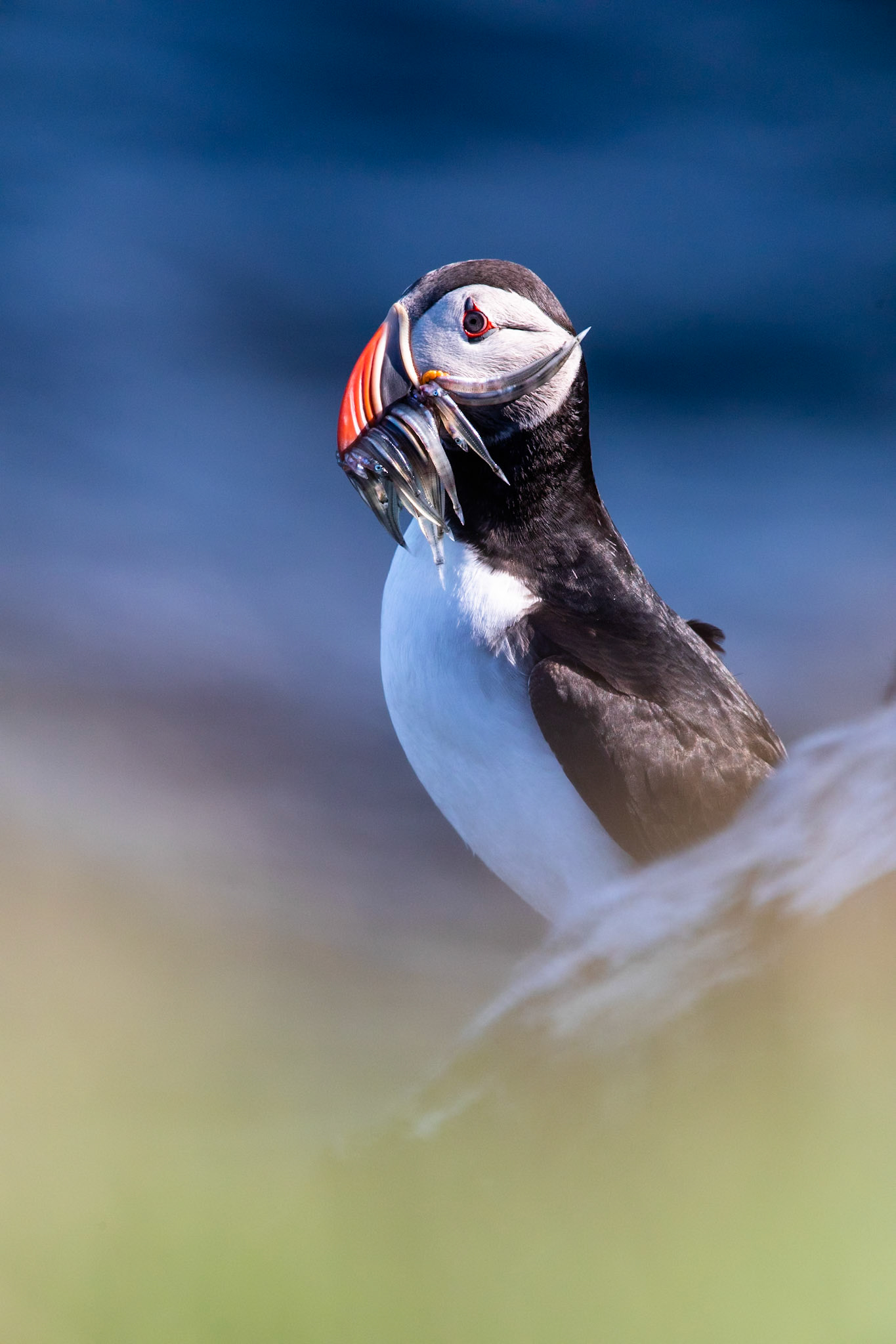 Atlantic puffin, Grímsey Island, Iceland