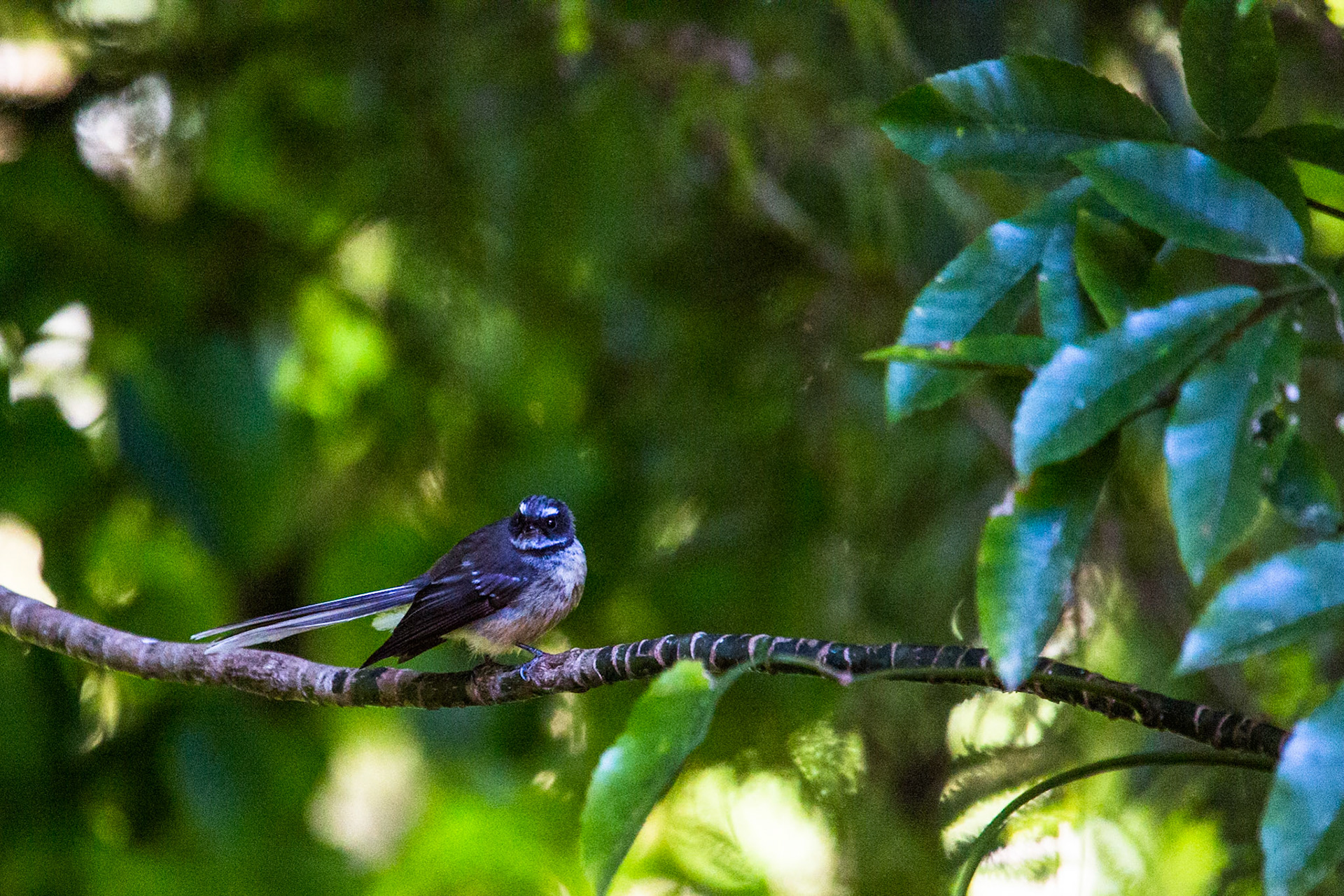 New Zealand grey fantail, Marlborough Sound, New Zealand