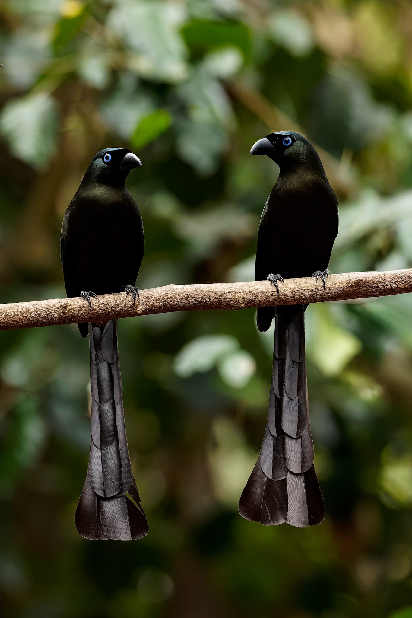 Racket-tailed treepie, Khaeng Krackan National Park, Thailand