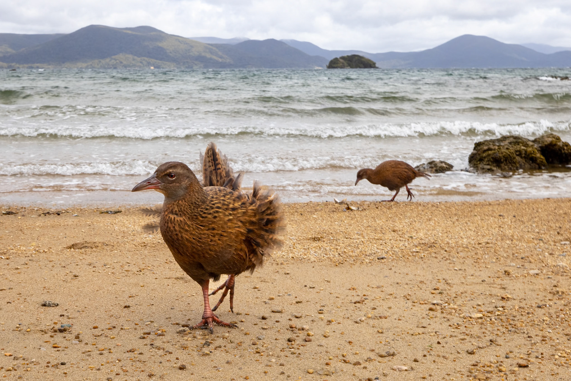 Weka, Ulva Island, New Zealand