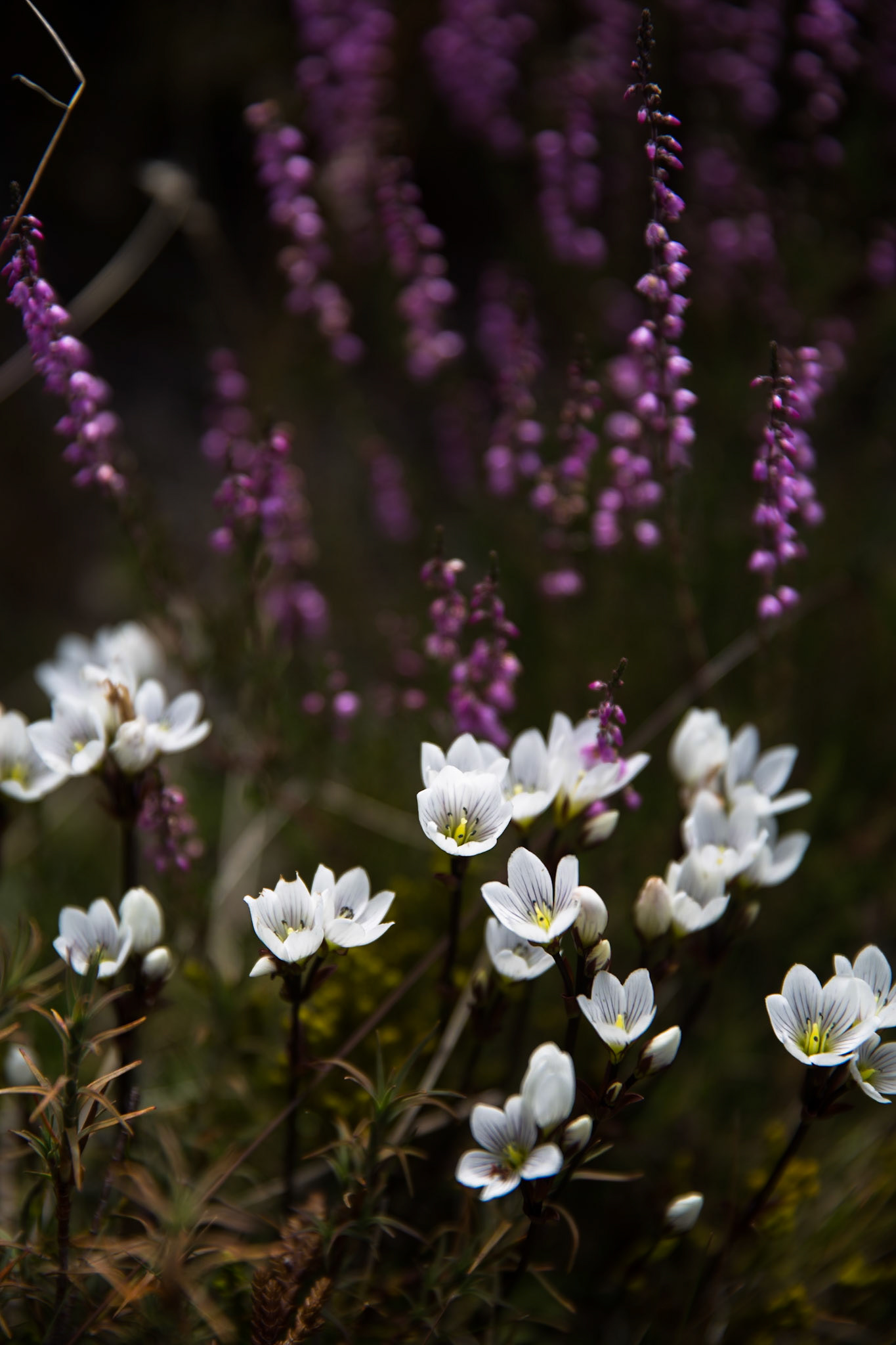 Waihohonu to Whakapapa village, Tongariro, New Zealand
