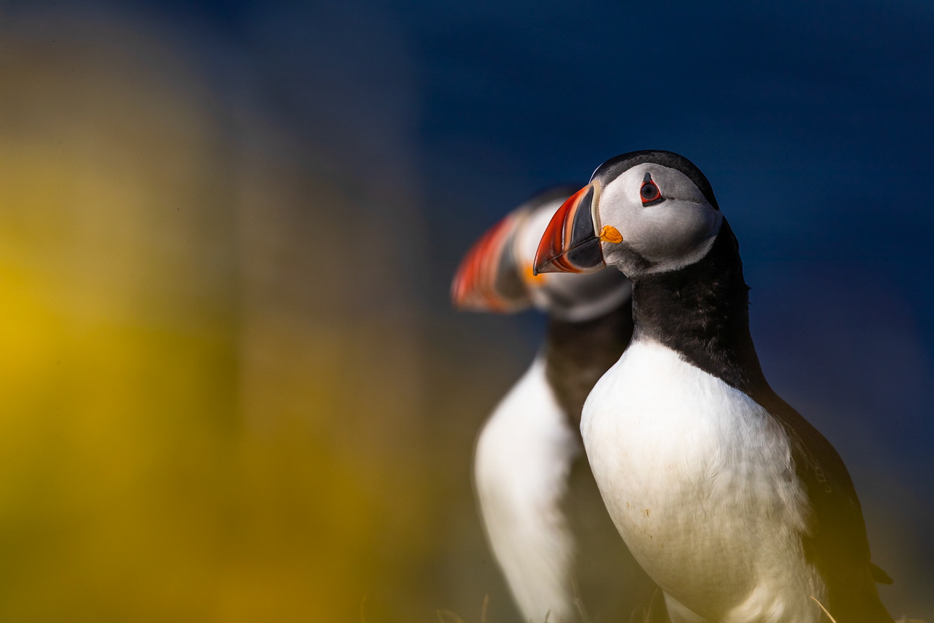 Atlantic puffin, Grímsey Island, Iceland