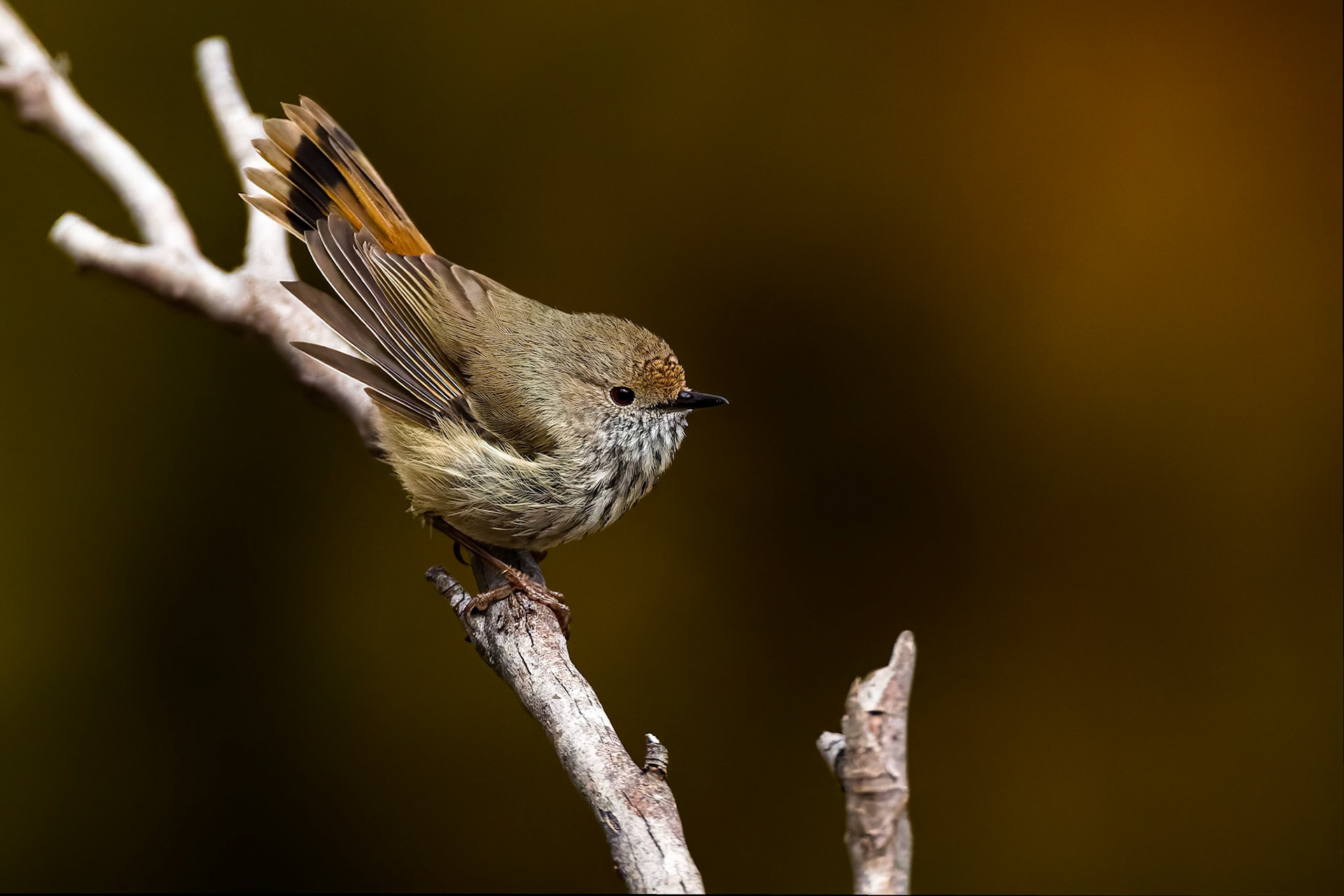 Brown thornbill, Mount Wellington, Hobart, Tasmania, Australia