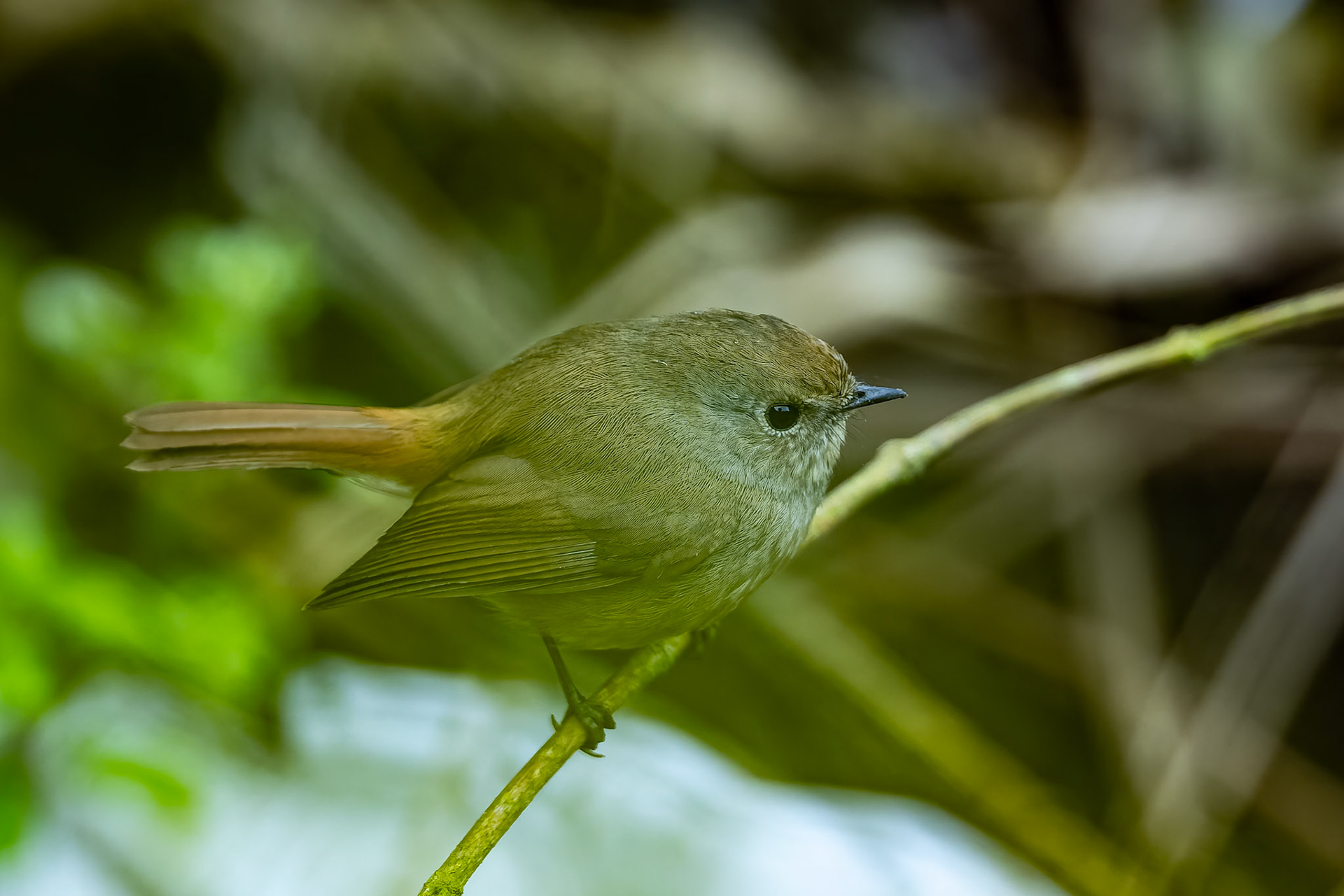 Slaty-blue flycatcher, Garhh Mukteshwar, India