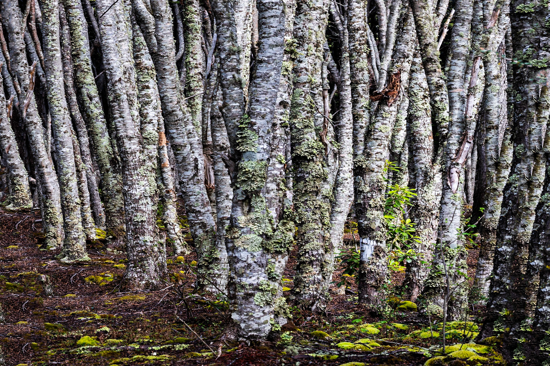 Punta Arenas, Patagonia, Chilé