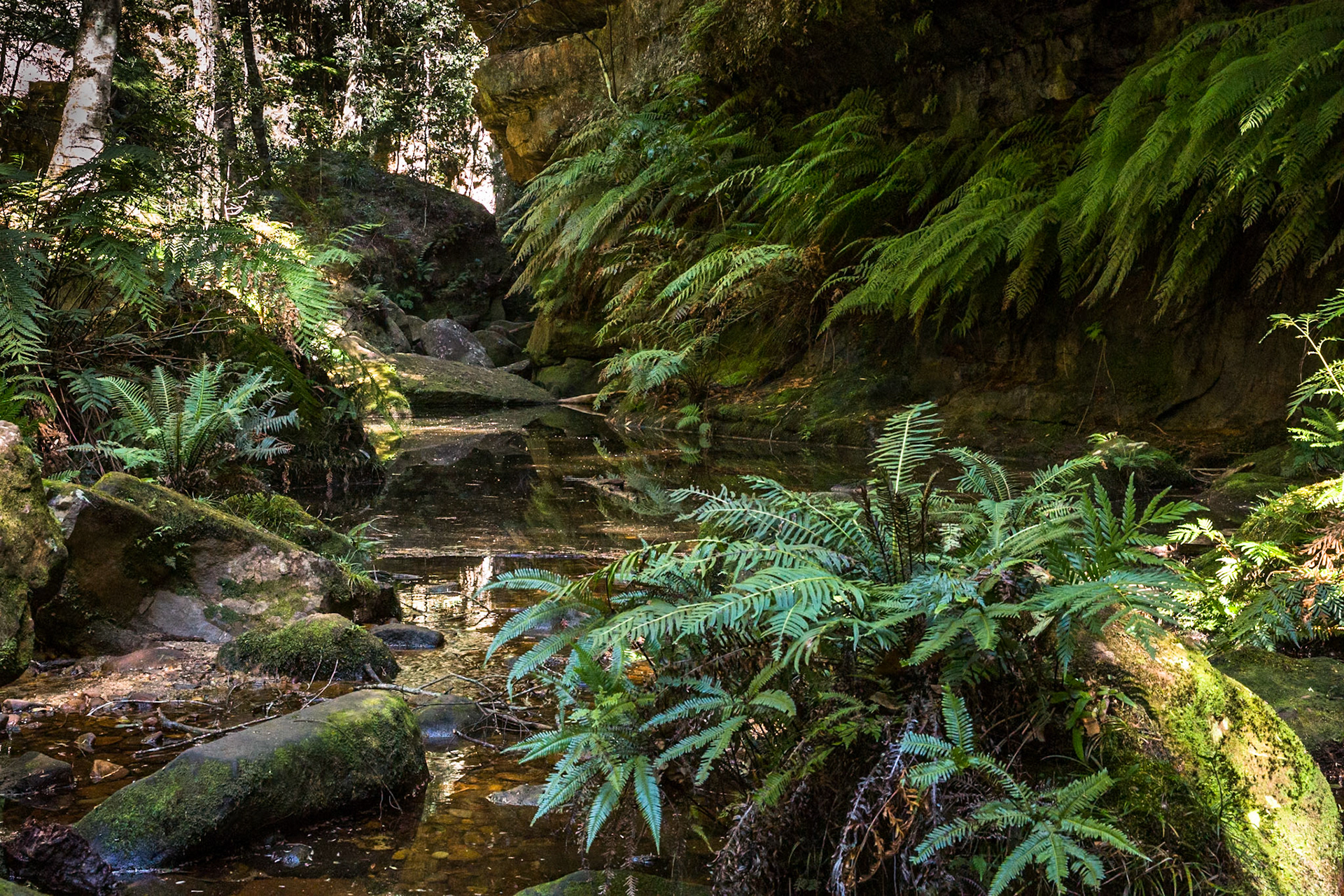 Descended from Neates Glen car park down to and through the Grand Canyon and back up to Evans Lookout. We continued along the clifftop path to Govett's leap and then on to Pulpit Rock. Notes by Peter Watt.