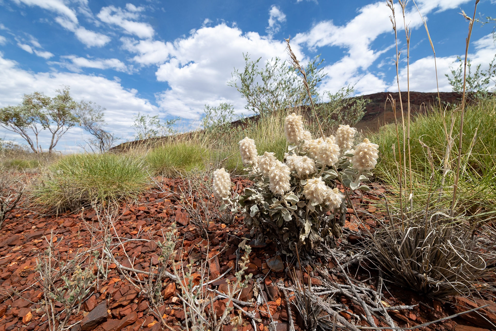 Near Weano Gorge, Karijini National Park, Western Australia
