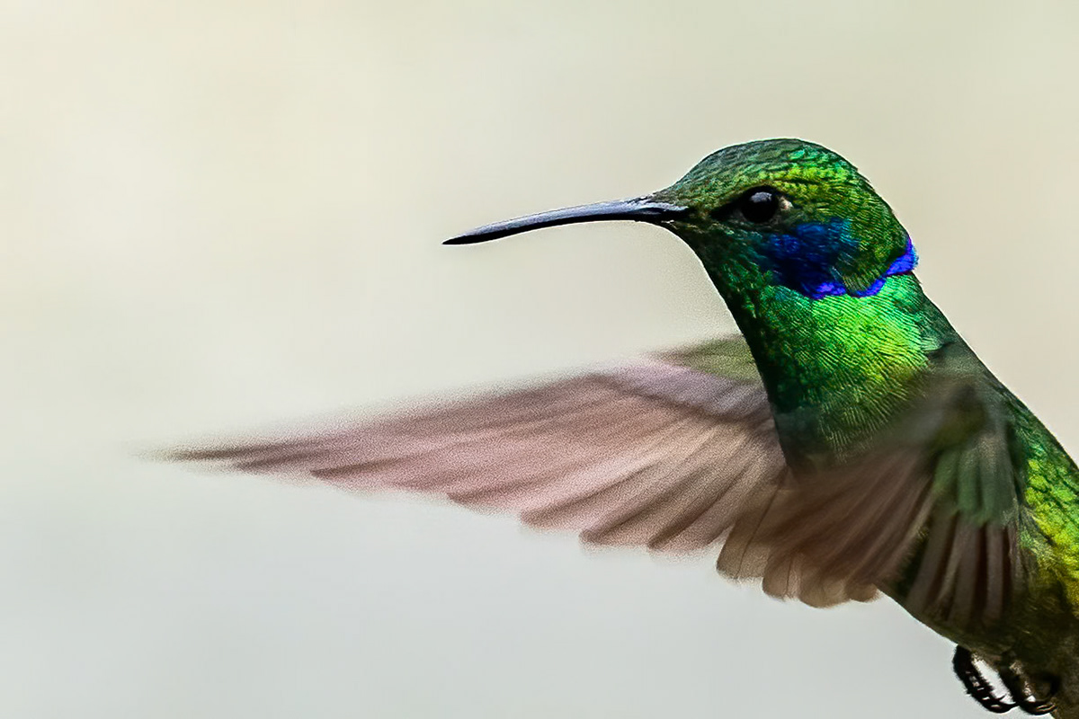 Green violetear, Rio Blanco, Colombia