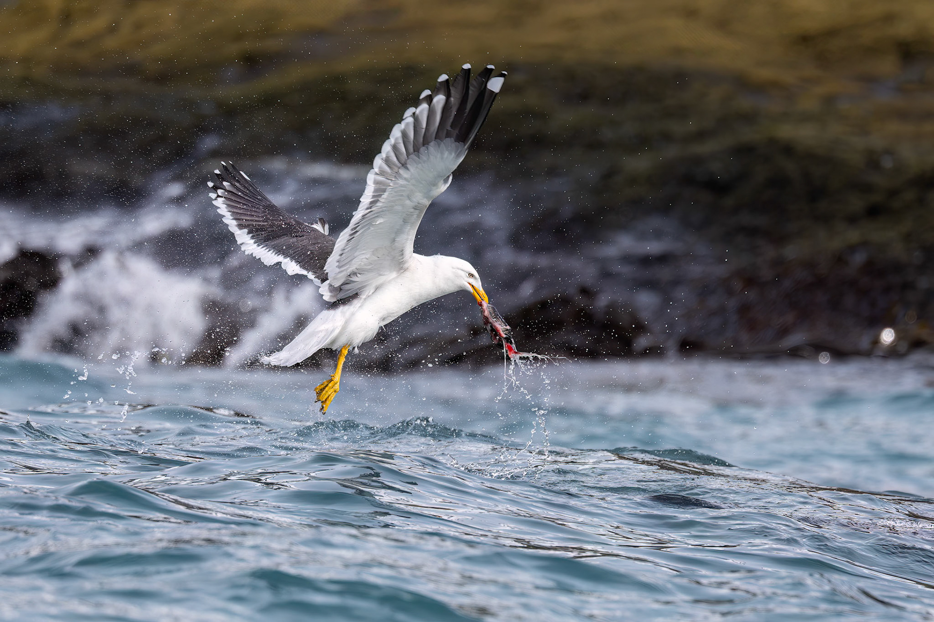 Kelp gull, St Andrew's Bay, South Georgia