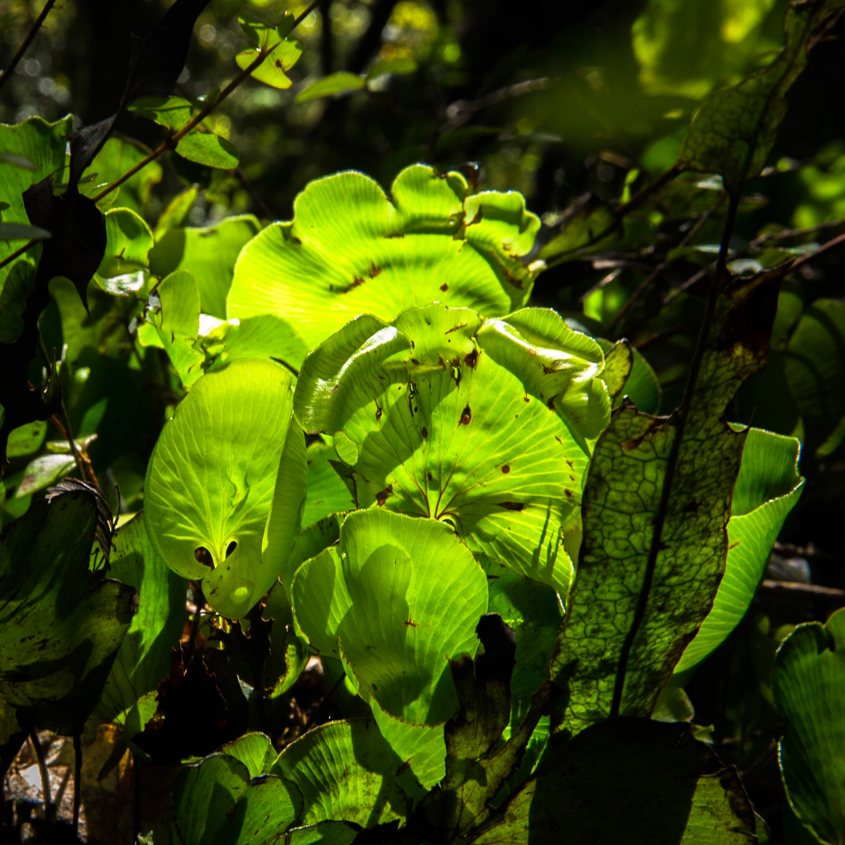 Hollyford Track, Pyke Lodge to Martin's Bay, New Zealand