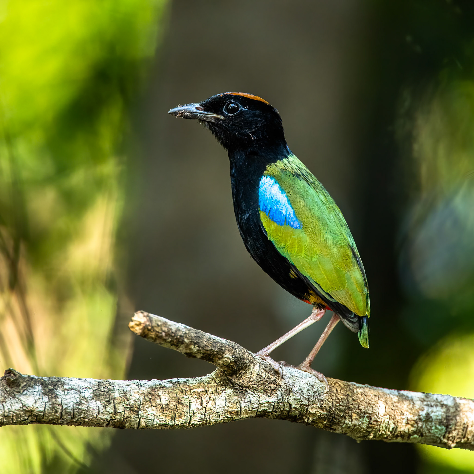 Rainbow pita, Berry Springs, Darwin, Australia