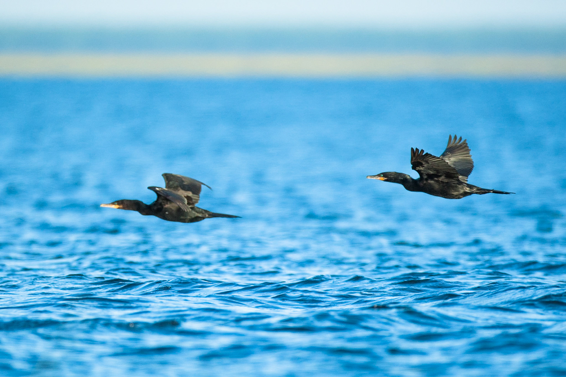 Neotropic comorant, Puerto Valle Esteros, Ibera wetlands, Corrientes, Argentina