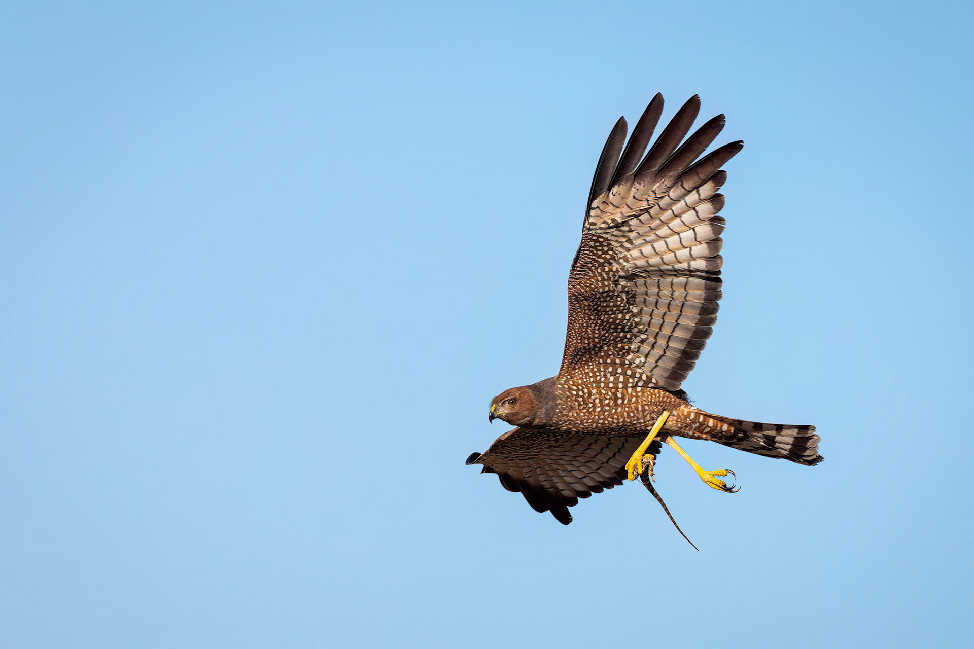 Spotted harrier with dragon, Birdsville to Windorah, Queensland, Australia