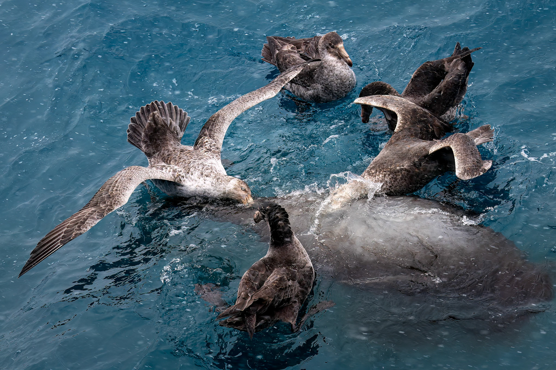 Southern giant-petrel, Gold Harbour, South Georgia