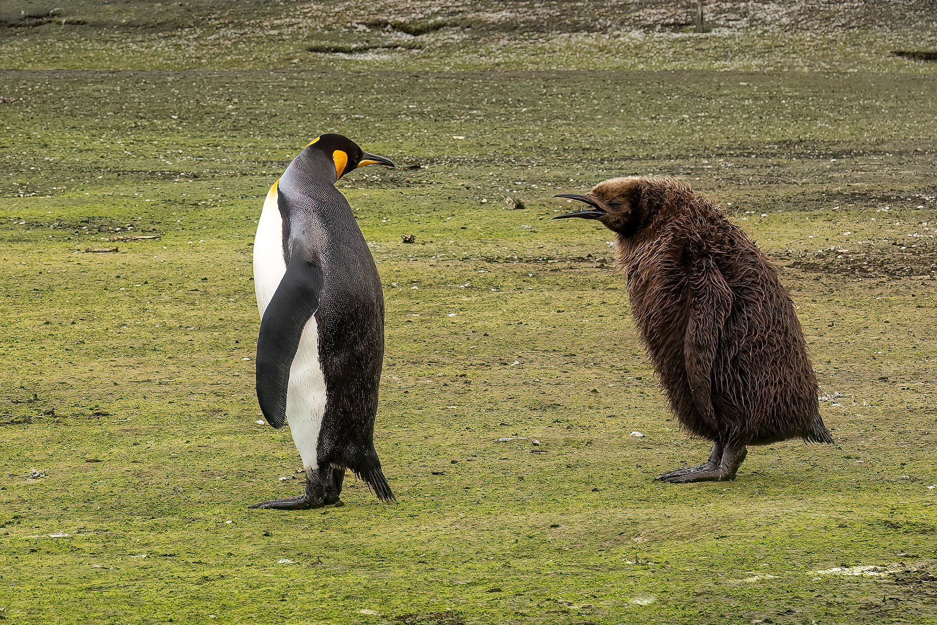 King penguin, Volunteer Point, Stanley, Falkland Islands