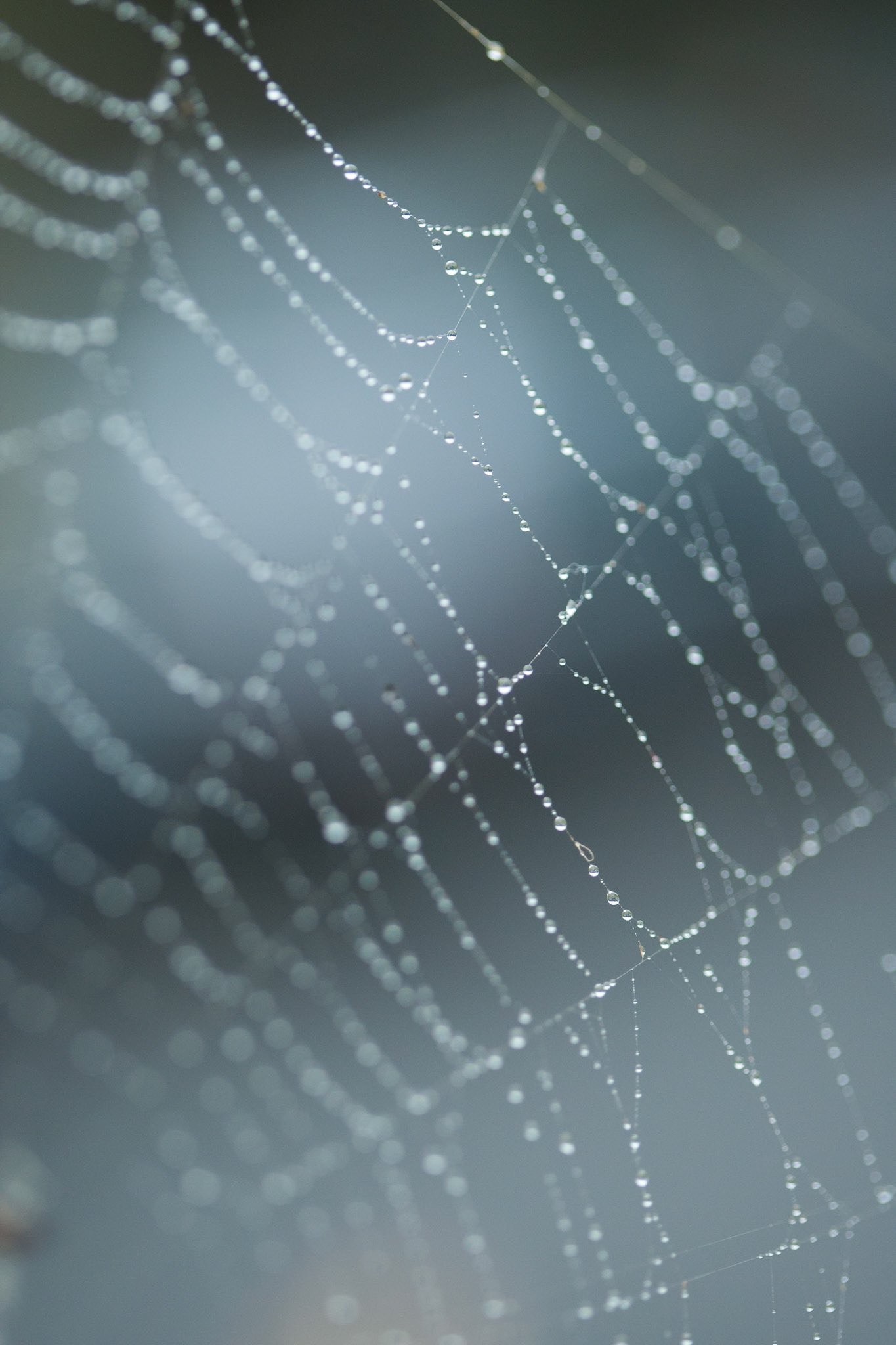 St Andrews Cross, orb weaving spider and web