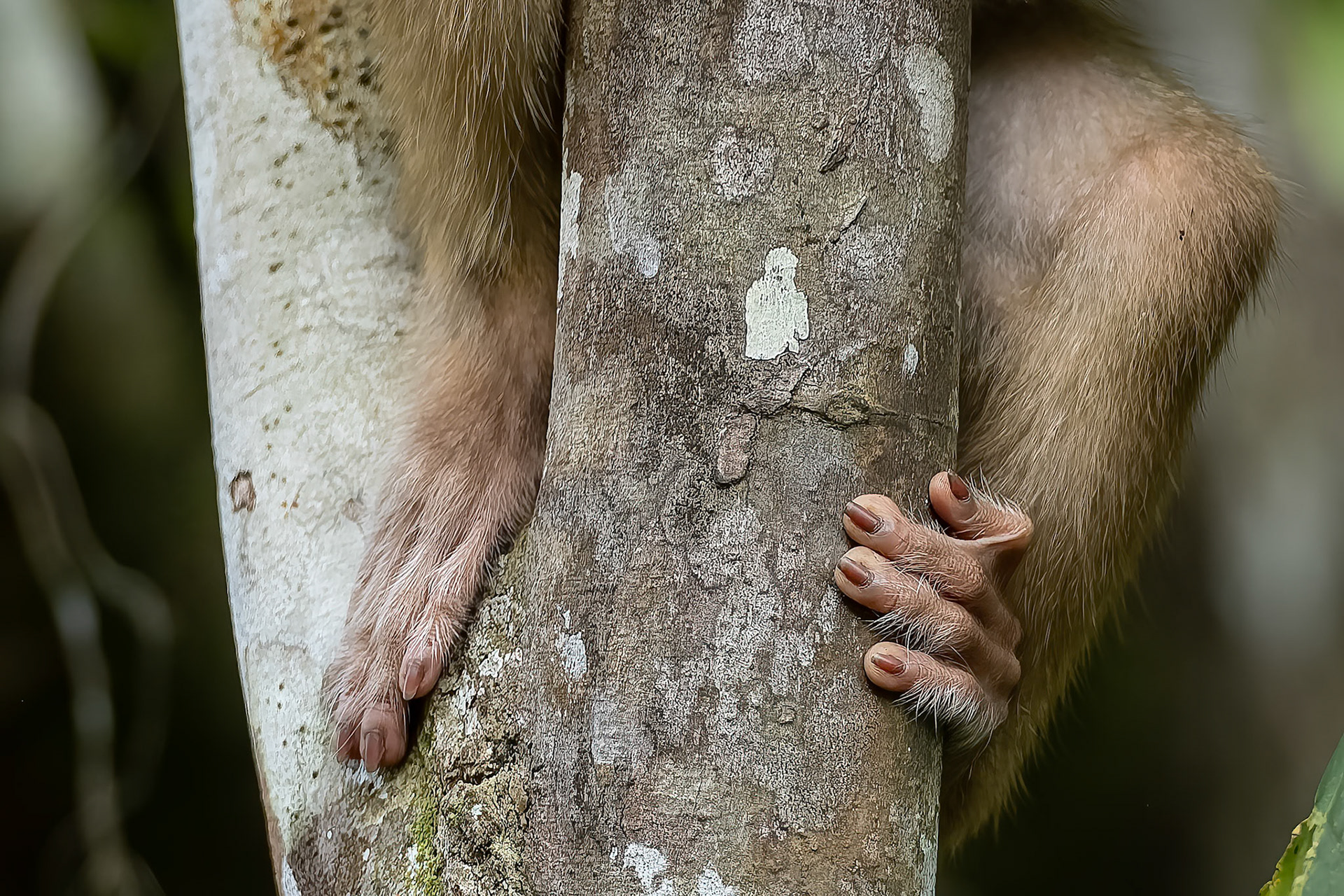 Pig-tailed macaque, Sukau, Borneo