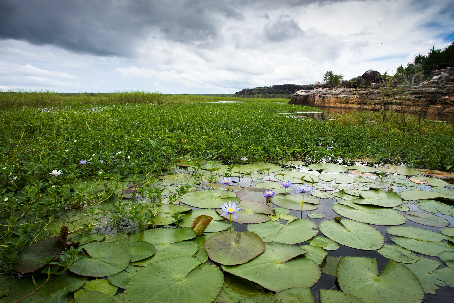 Waterlillies, Mount Borradale, Arnhemland, Northern Territory