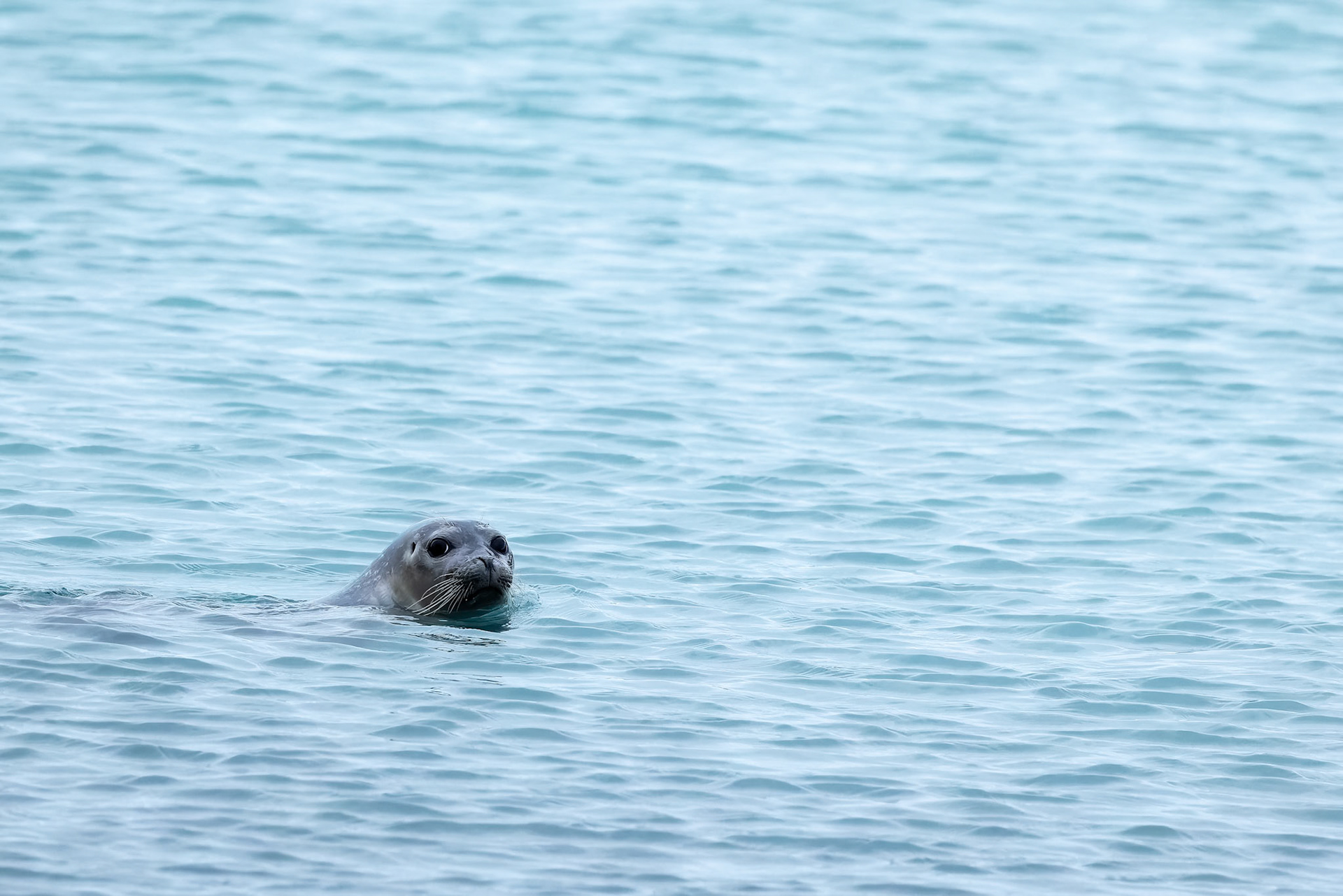 Harbour seal, Cadiopynten, Svalbard, Norway