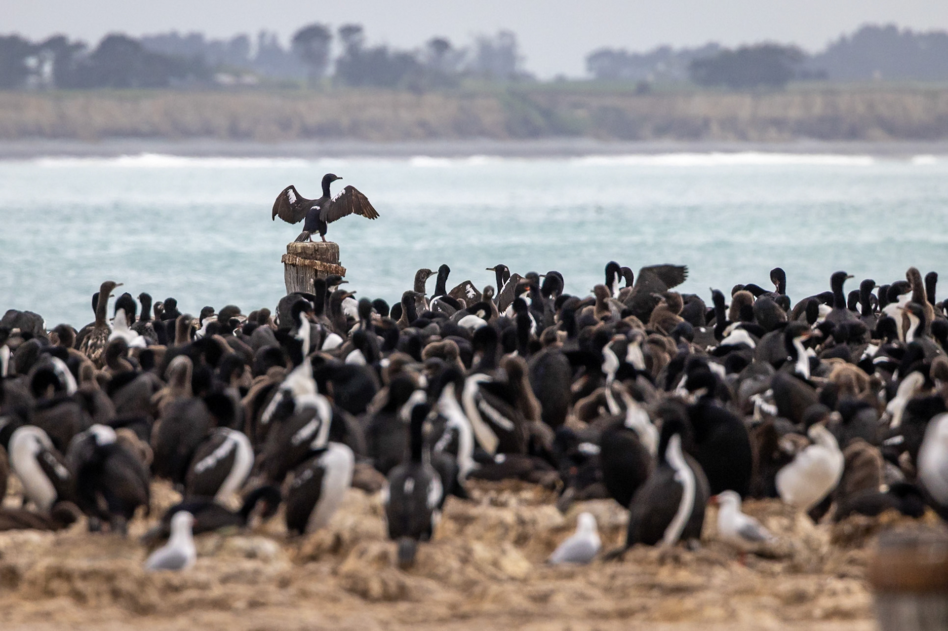 Otago shag, Oamaru, New Zealand