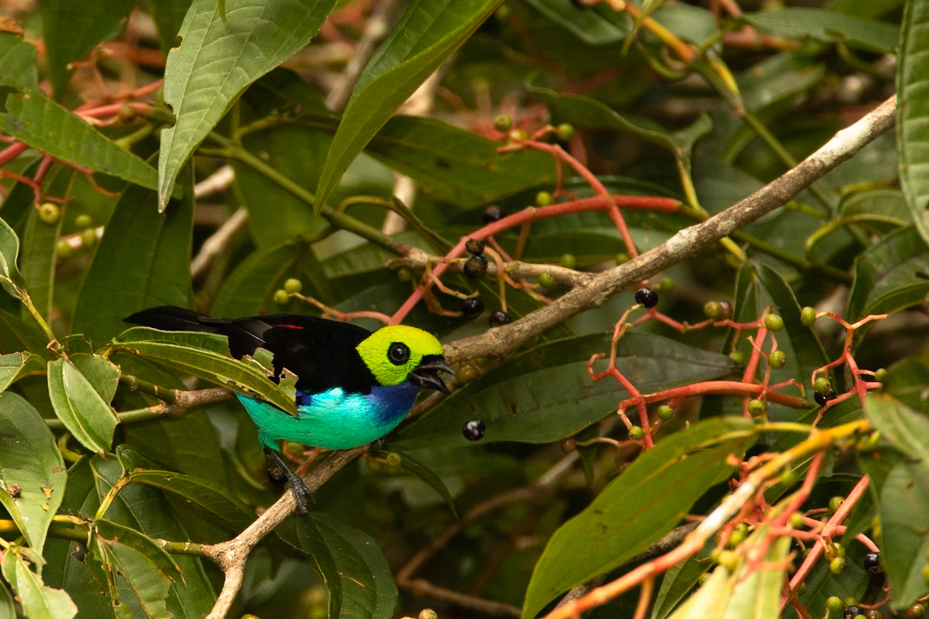 Paradise tanager, Cock of the Rock lodge, Manu road, Peru