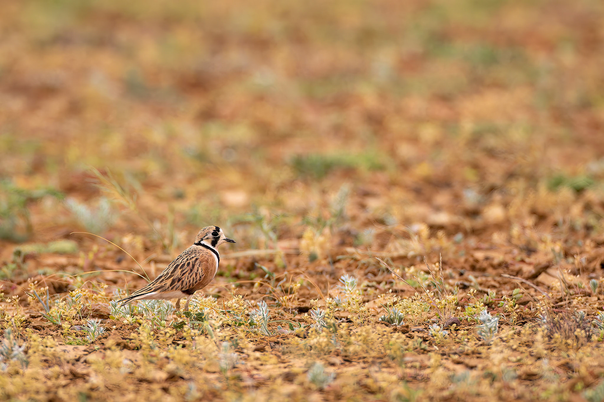 Inland dotterel, Boulia to Birdsville, Queensland, Australia