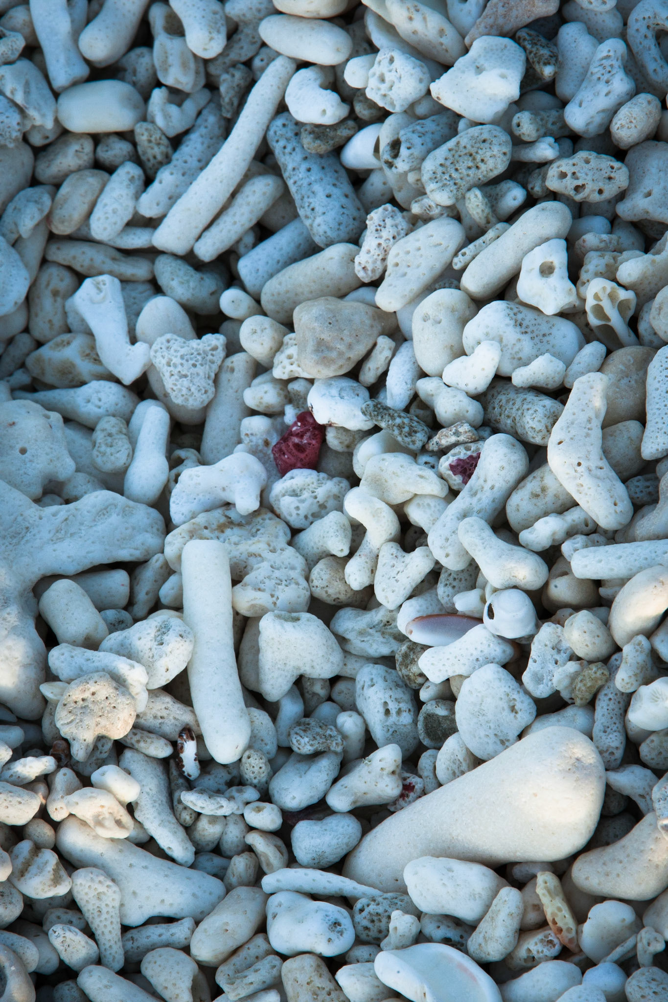 Beached coral, Lady Elliot Island, Queensland, Australia