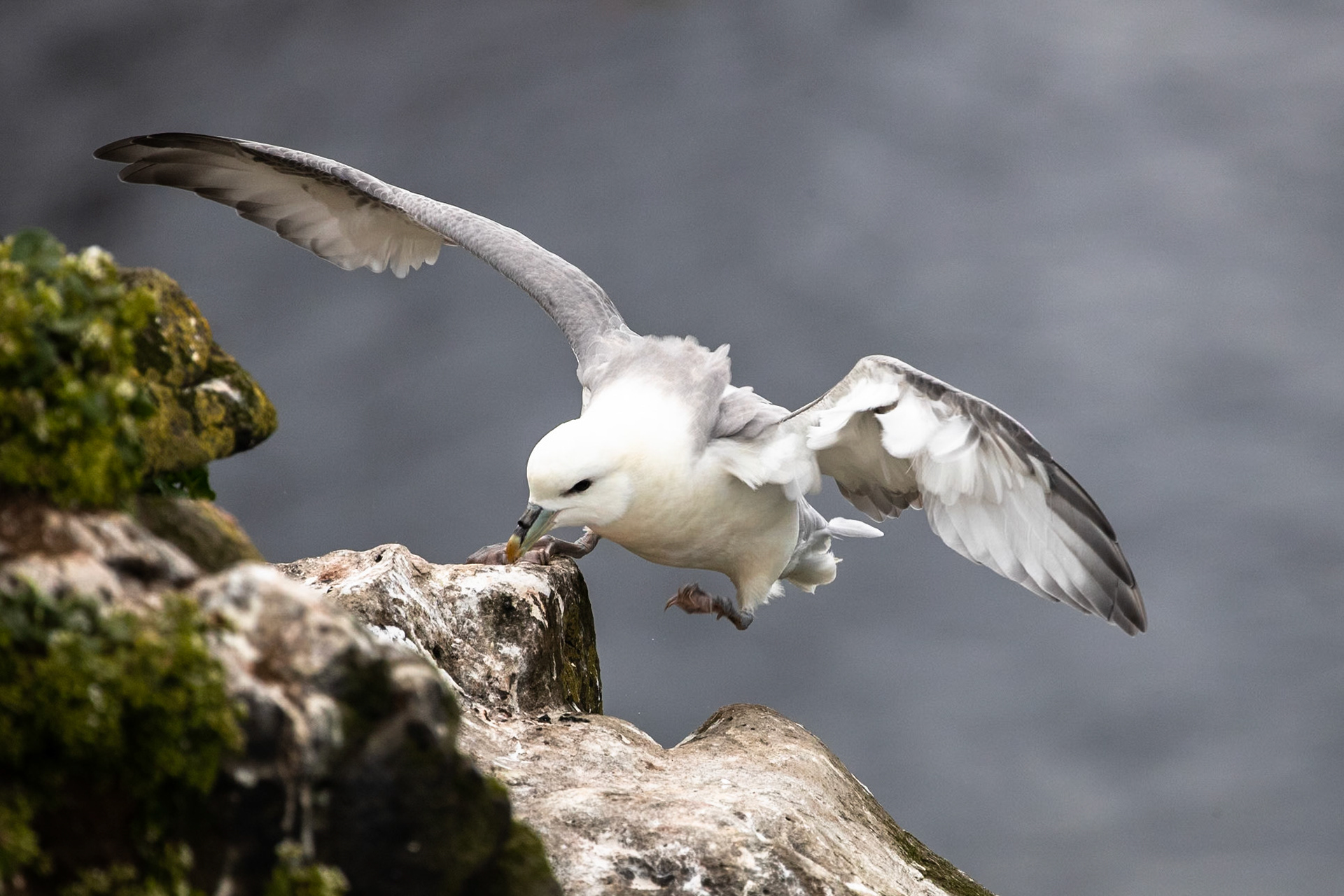 Norther fulmar, Grímsey Island, Iceland
