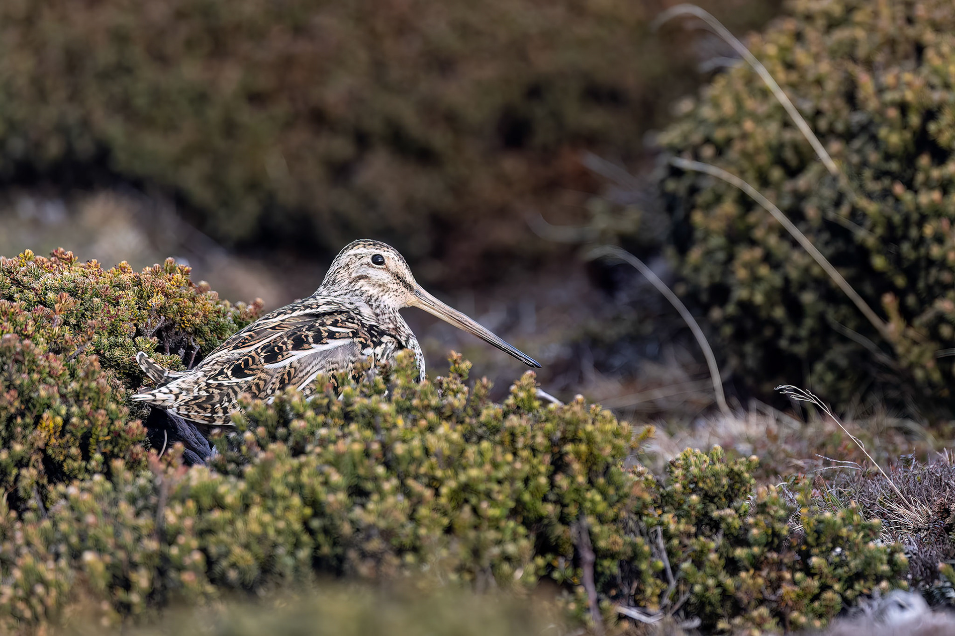 Magellanic snipe, Bleaker Island, Falkland Islands