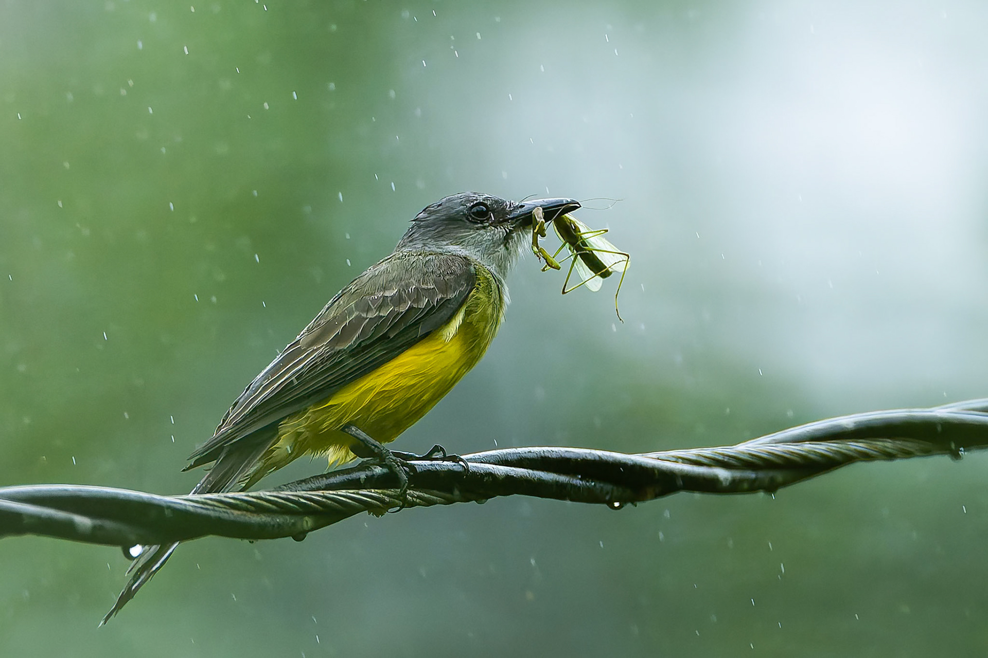 Grey-capped flycatcher, Umbrella Bird Lodge, Buenaventura Nature Reserve, Ecuador