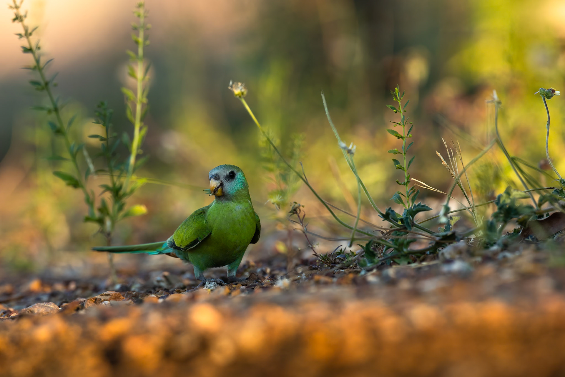 Hooded parrot, Pine Creek, Northern Territory, Australia