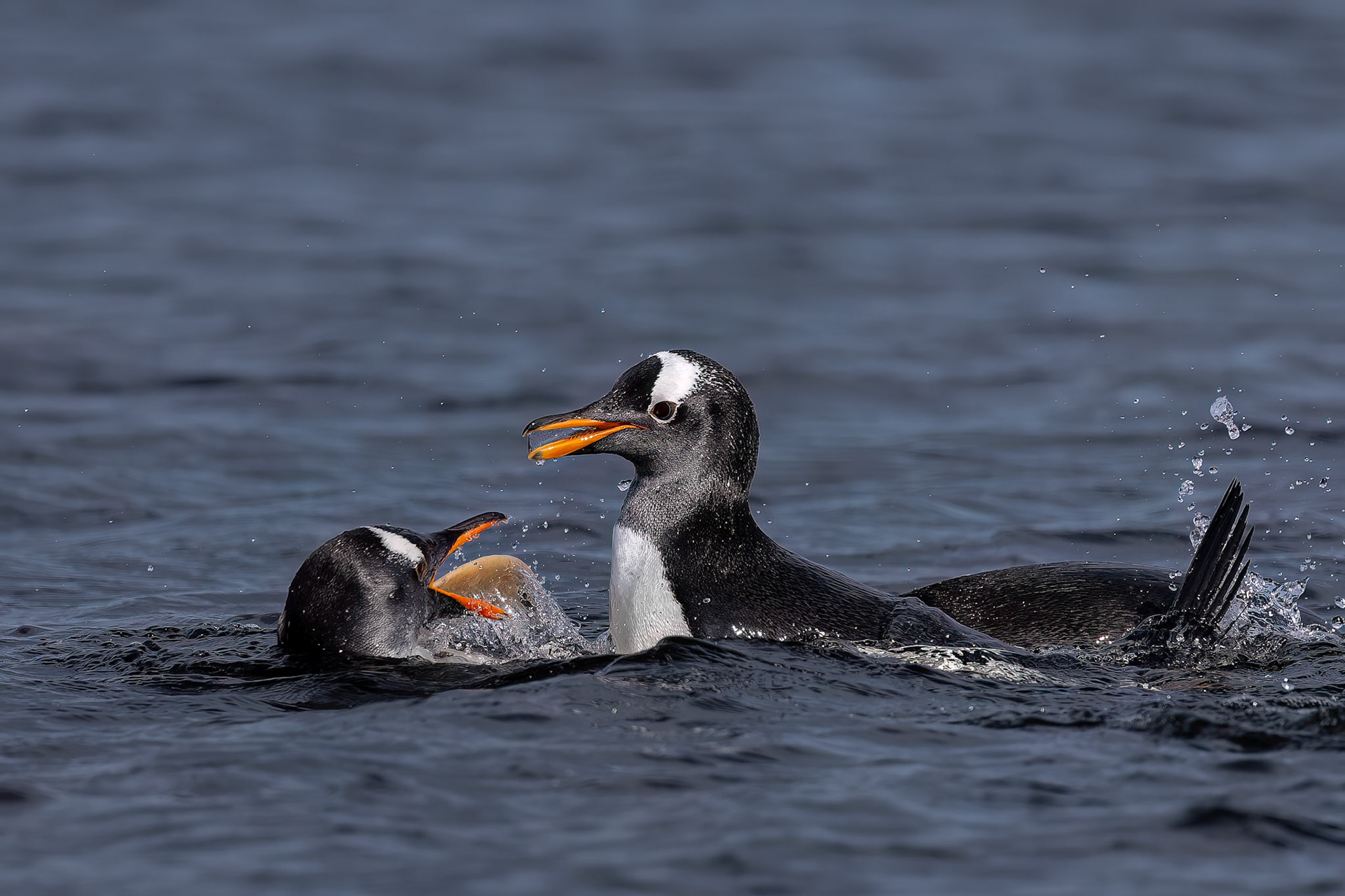 Gentoo penguins, Pebble Island, Falkland Islands