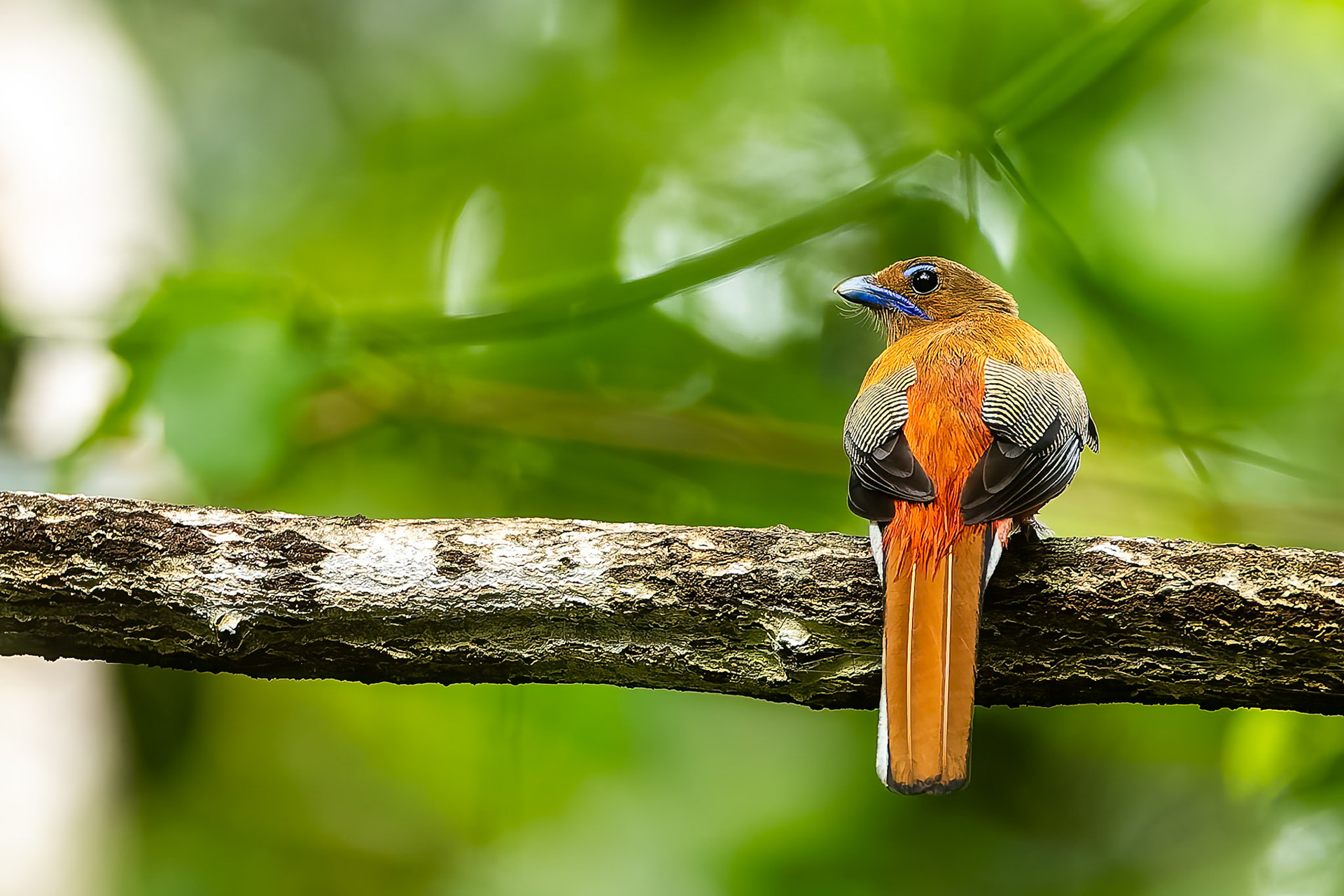 Scarlet-rumped trogon, Utan, Borneo