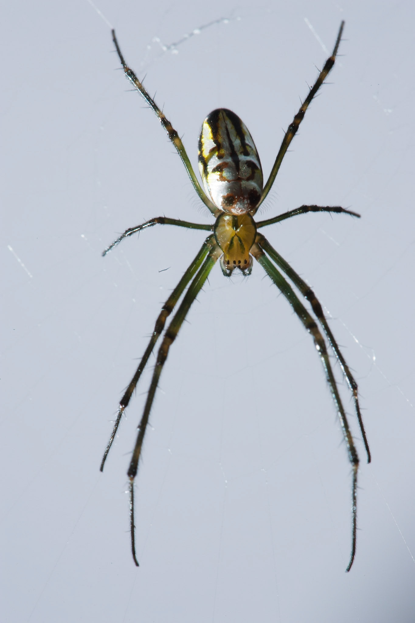 Our resident spider, a Coastal golden orb weaver, Byron Bay