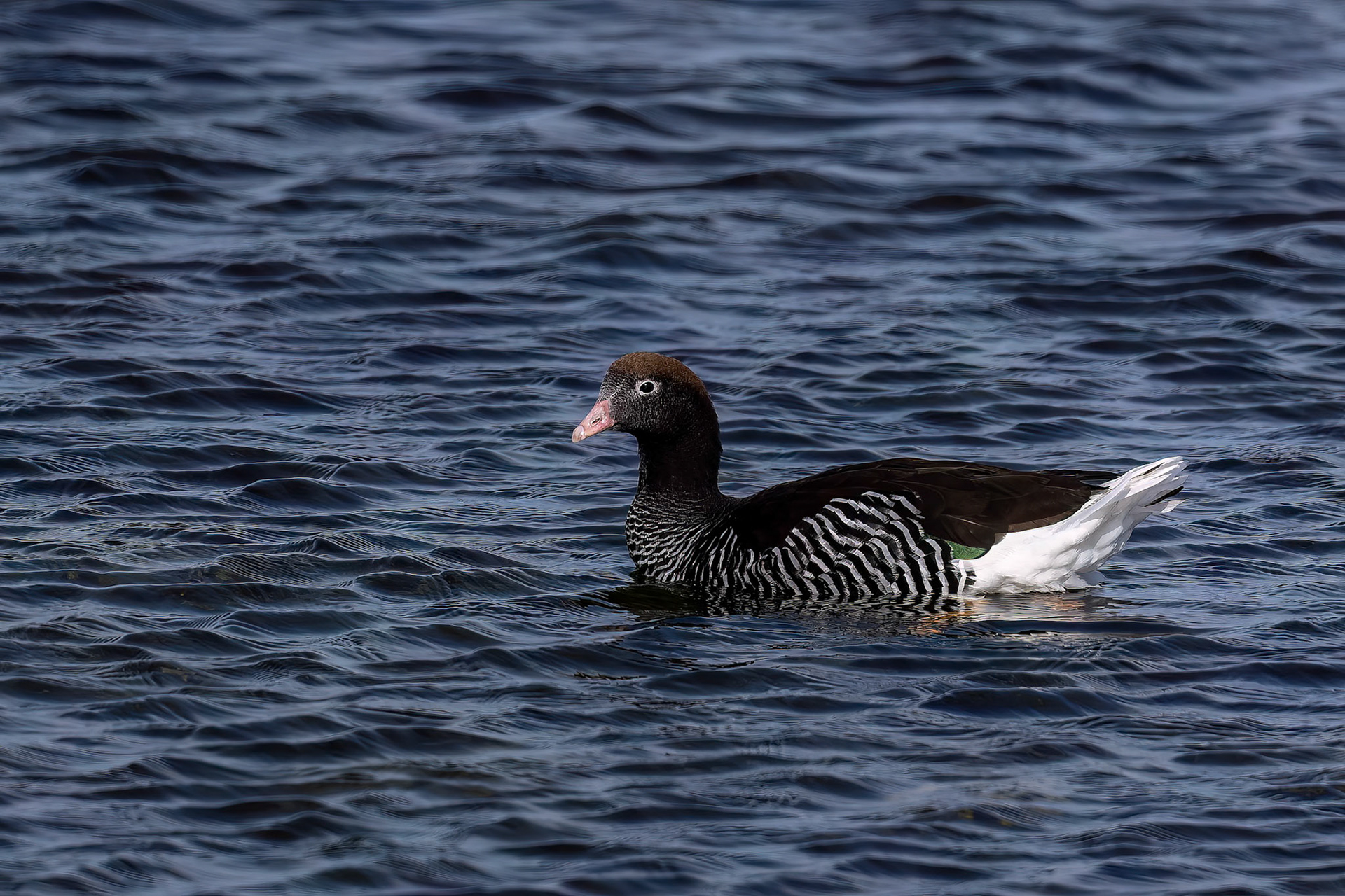 Kelp goose (female), Pebble Island, Falkland Islands