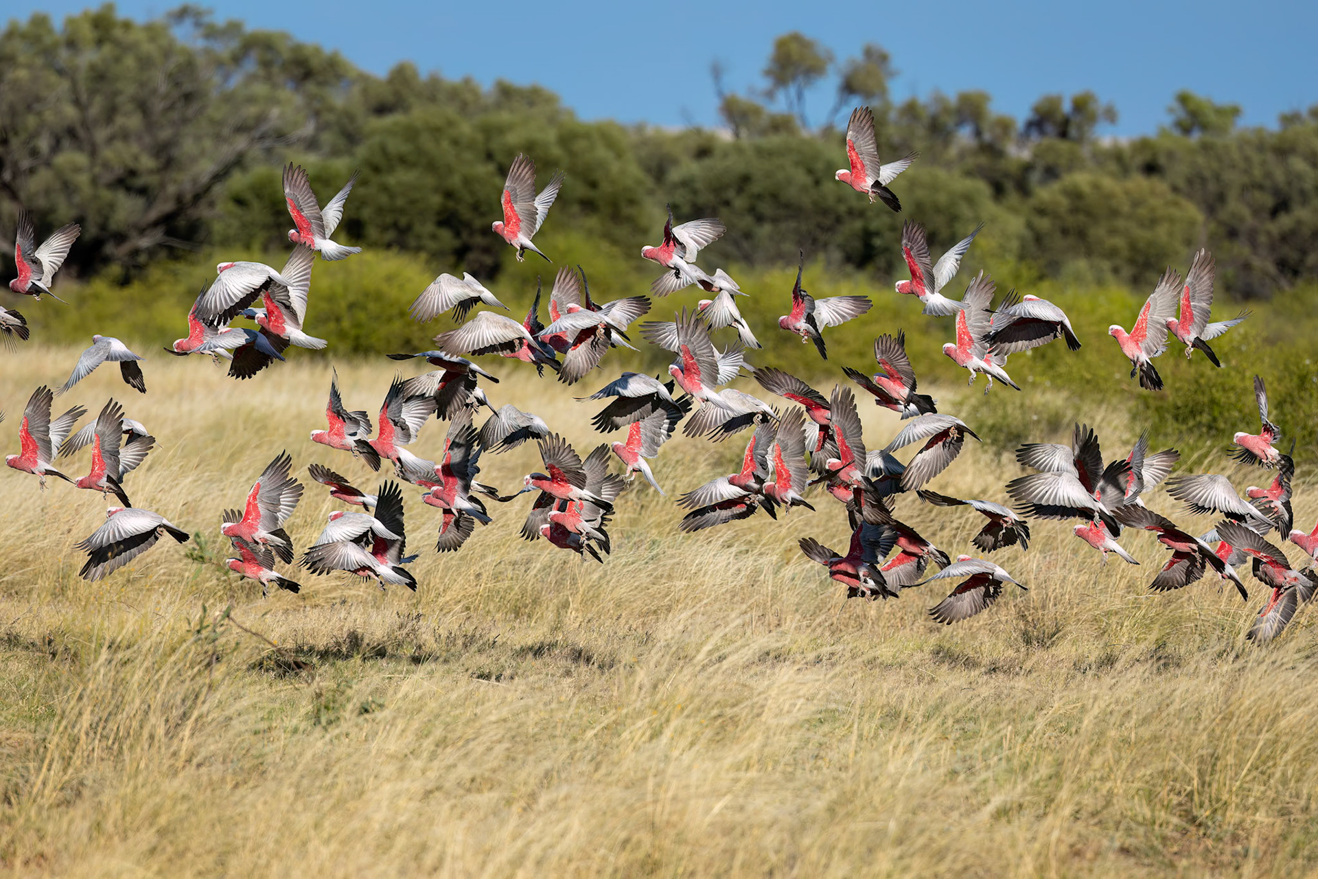 Galah, Mount Isa to Boulia, Queensland, Australia