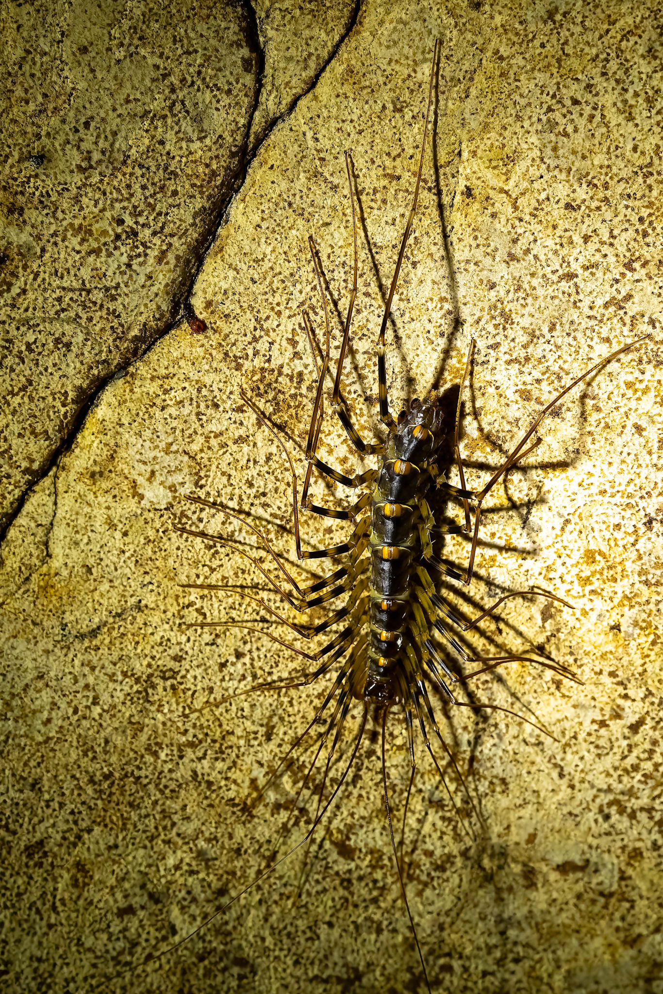 Giant cave-centipede, Sukau, Borneo