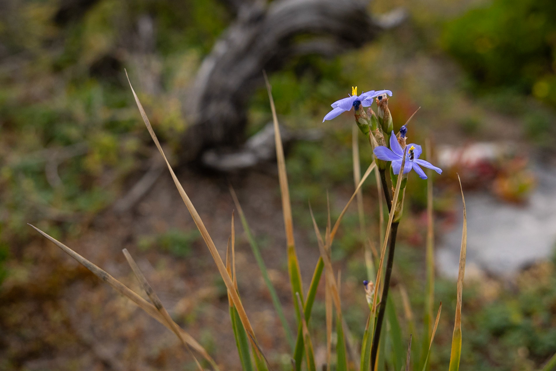 Kangaroo Island, South Australia