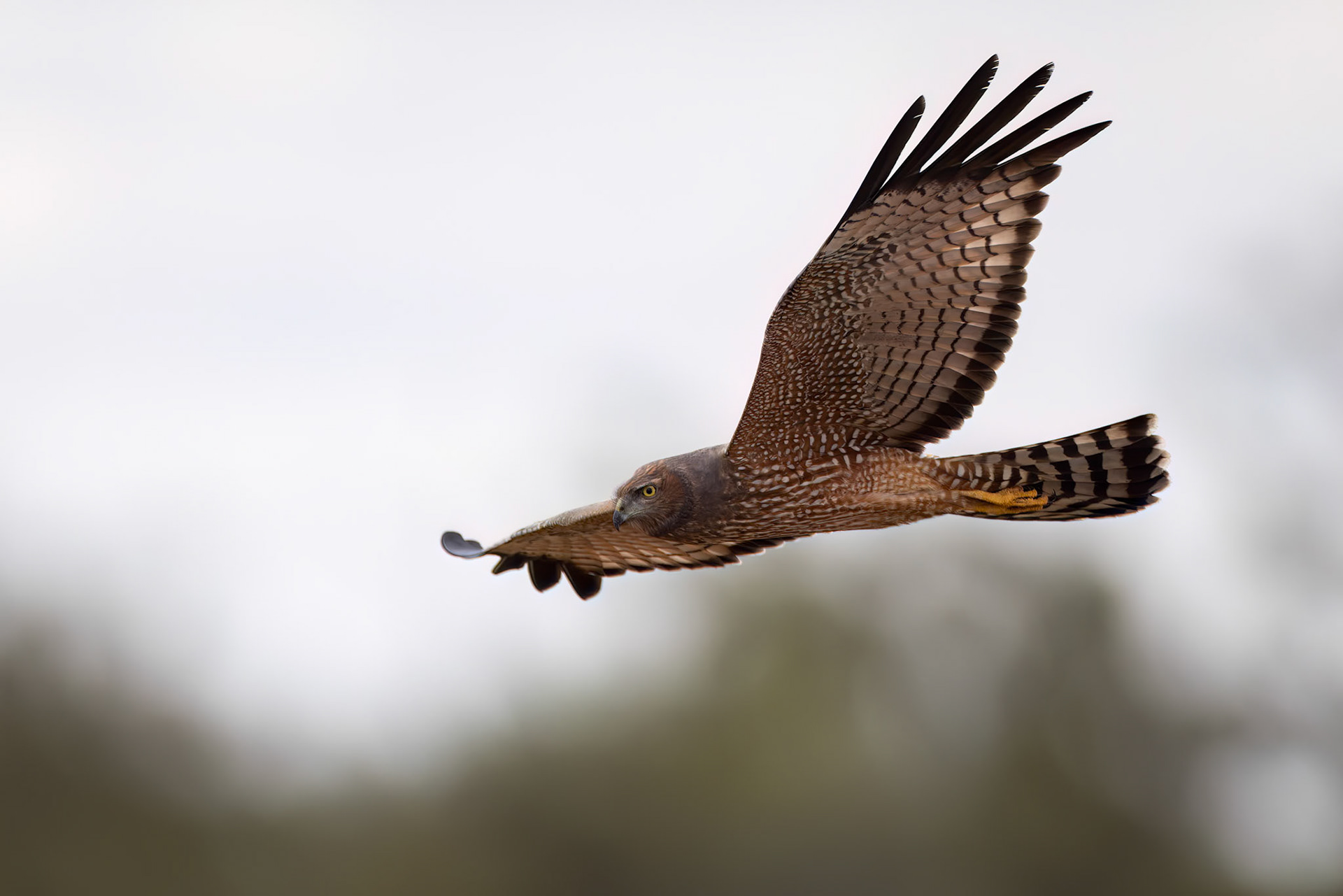 Spotted harrier, Eulo to Cunnamulla, Queensland, Australia