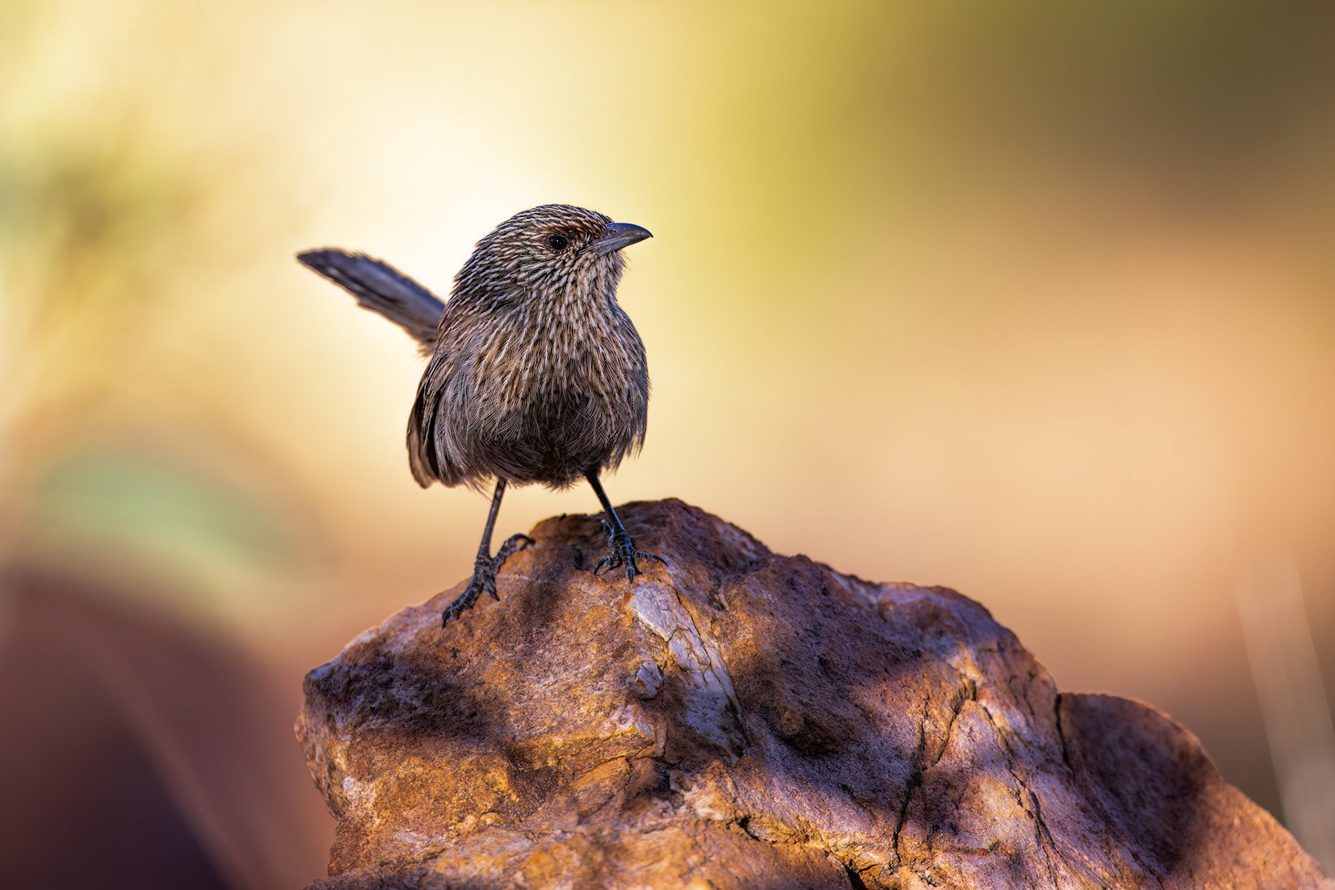 Kalkadoon grasswren, Mt Isa, Queensland, Australia