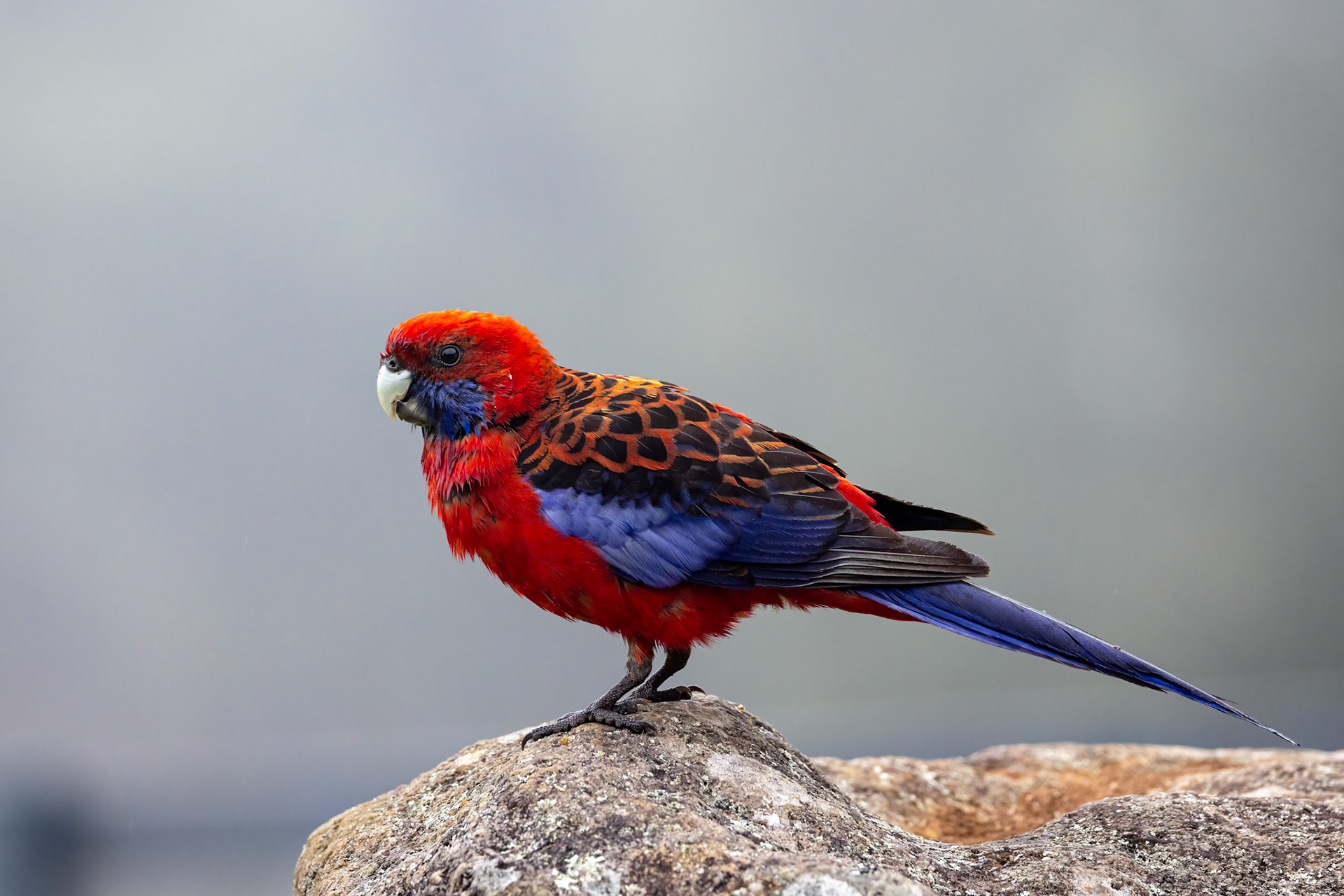 Crimson rosella, O'Reilly's Rainforest Retreat, Lamington National Park, Queensland, Australia