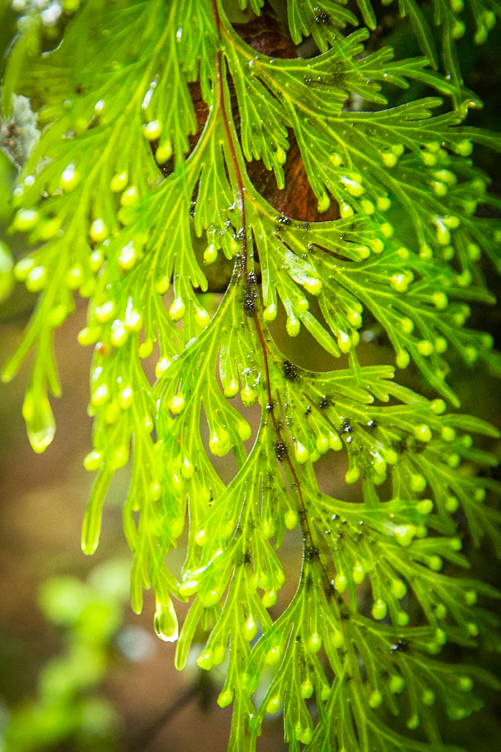Hollyford Track, Pyke Lodge to Martin's Bay, New Zealand