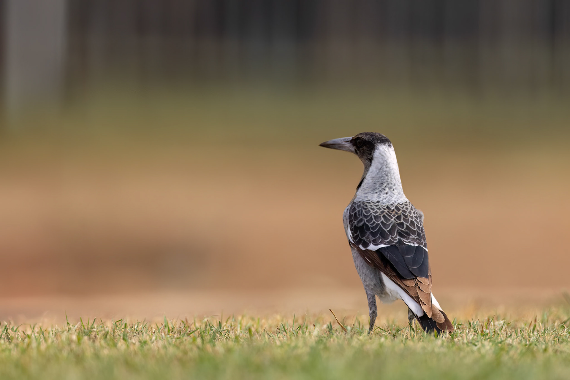 Australian magpie, Boulia, Queensland, Australia