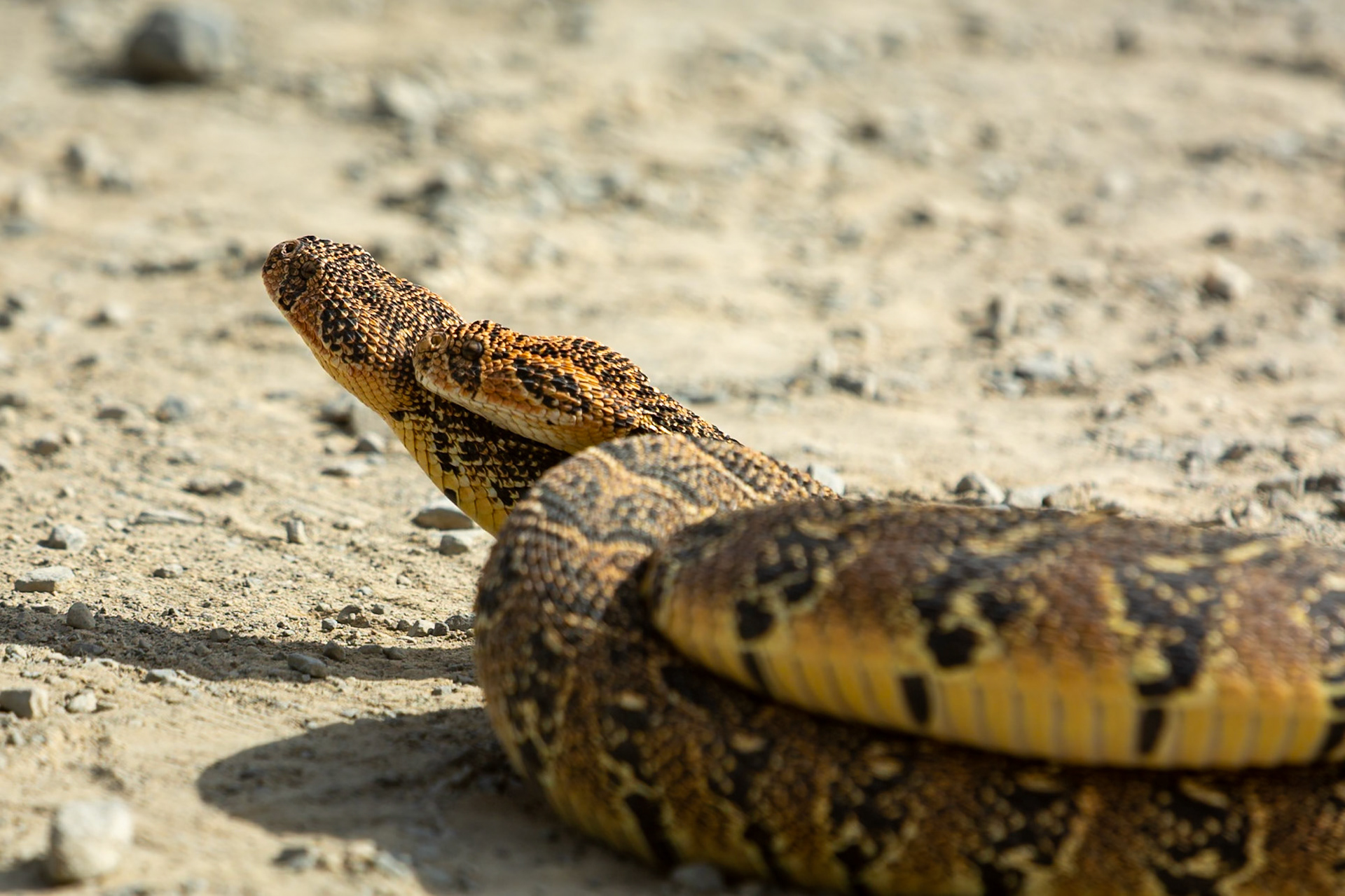 Two male puff adders fighting for mating rights (a test of strength), Koppie Alleen, De Hoop