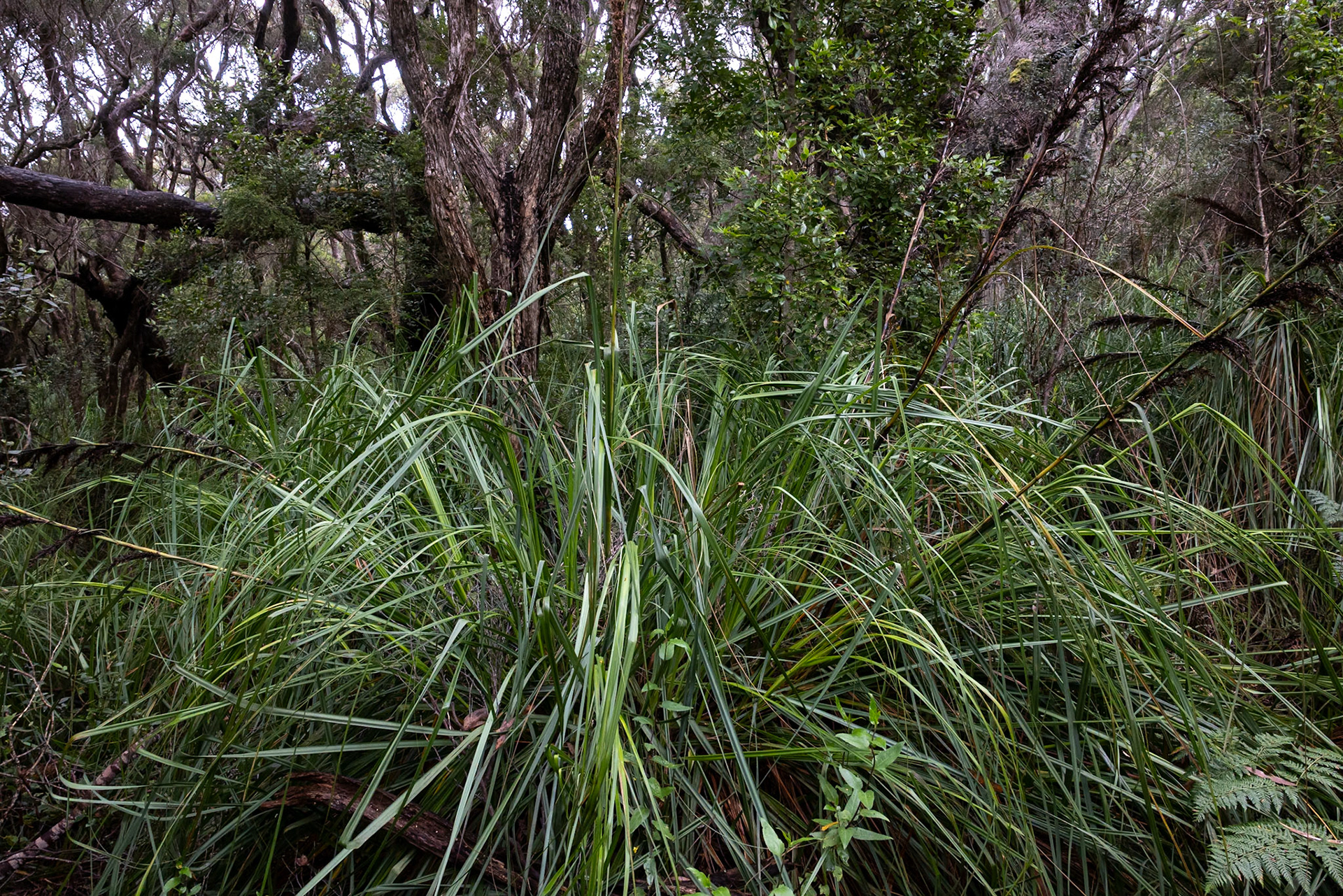 Three Capes Track, Crescent Lodge to Cape Pillar Lodge, Tasmania