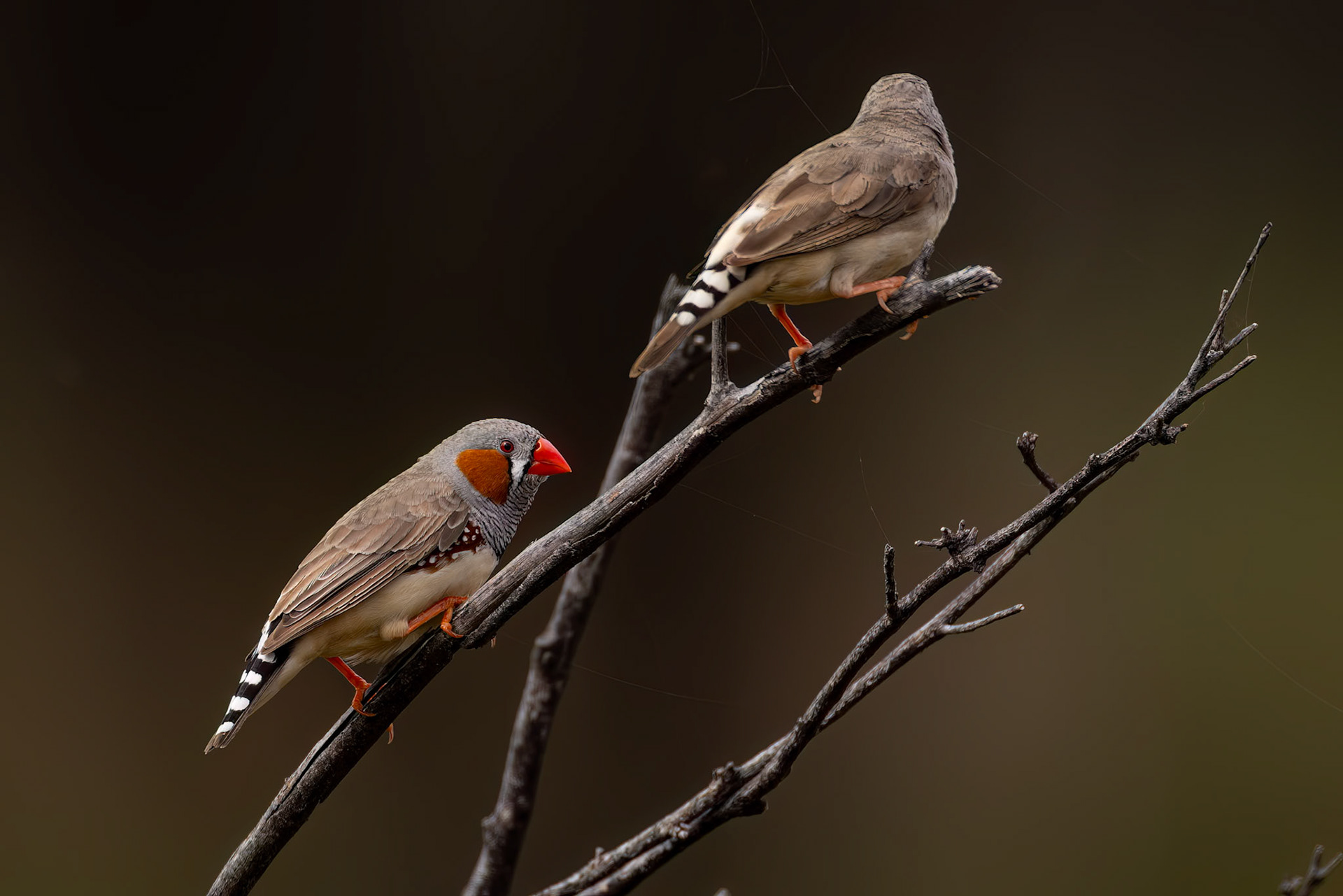 Zebra finch, Eulo to Cunnamulla, Queensland, Australia