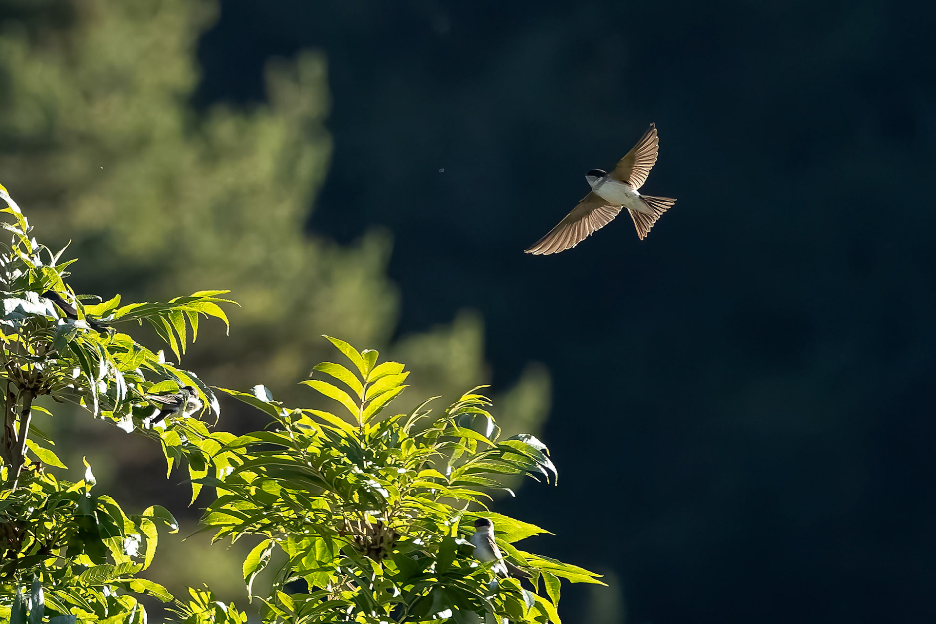 La Selva di Val Gardena, Dolomites, Italy