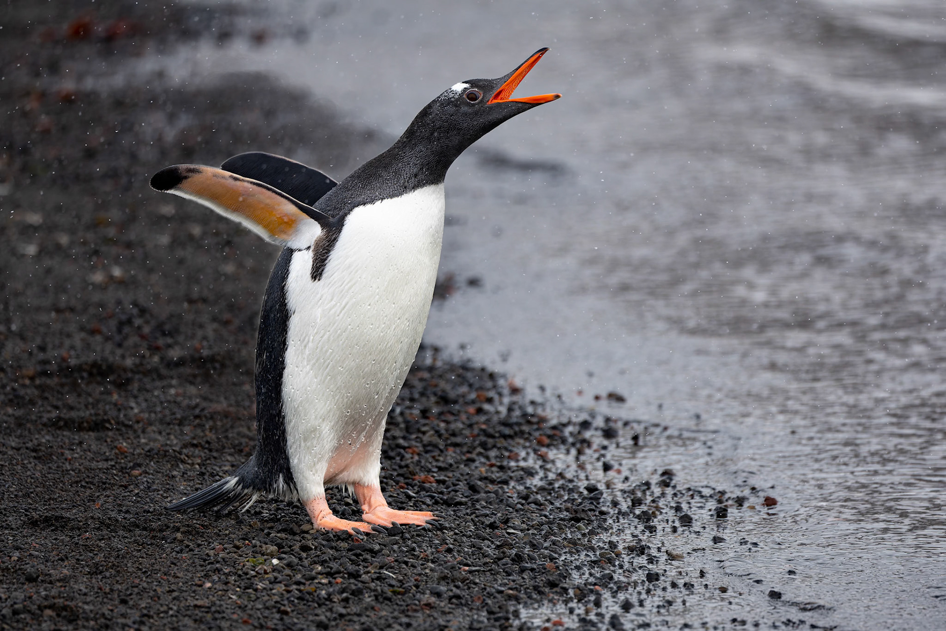 Gentoo penguin, Whaler's Bay, Deception Island