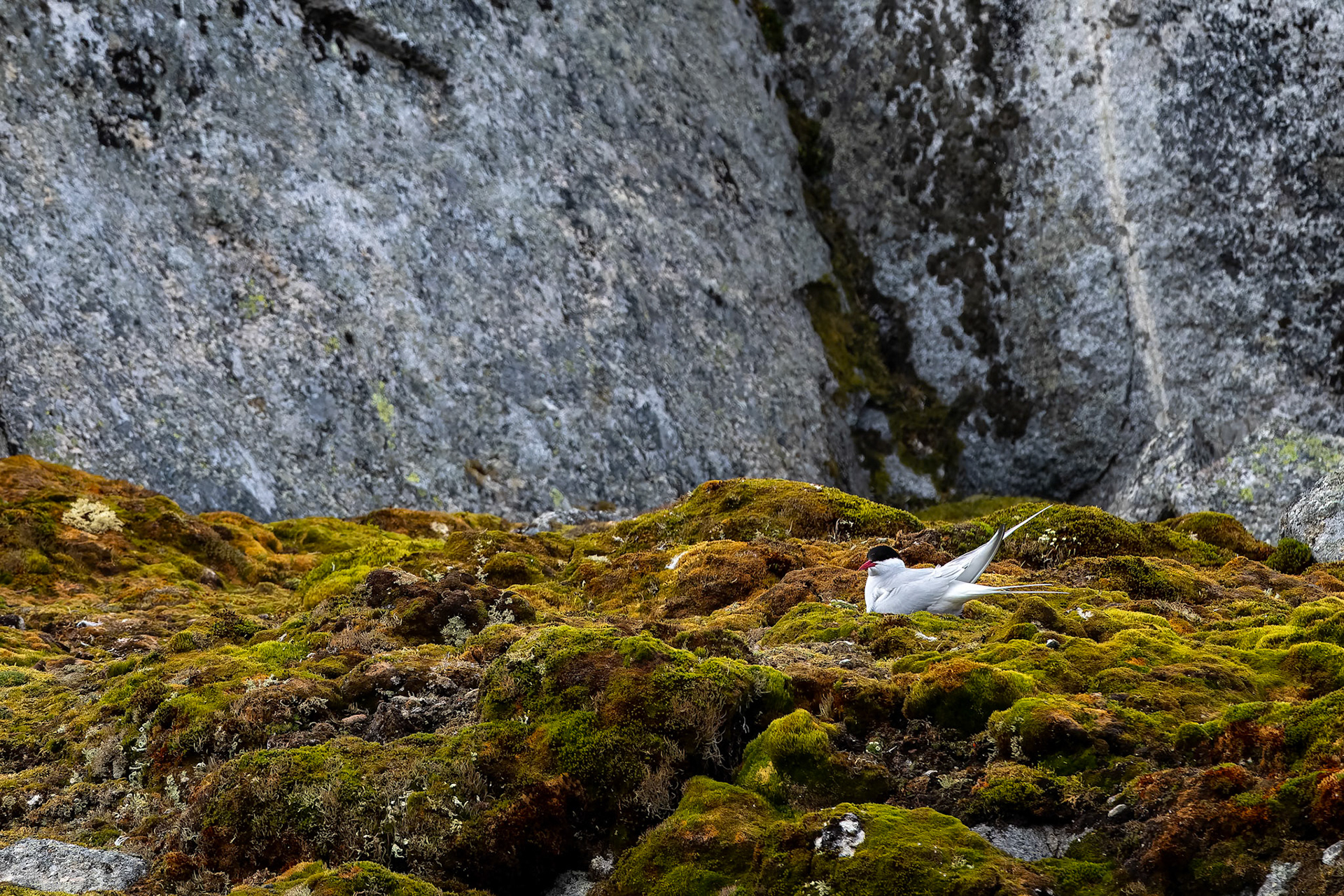 Arctic tern, Hamiptonbukka, Svalbard, Norway